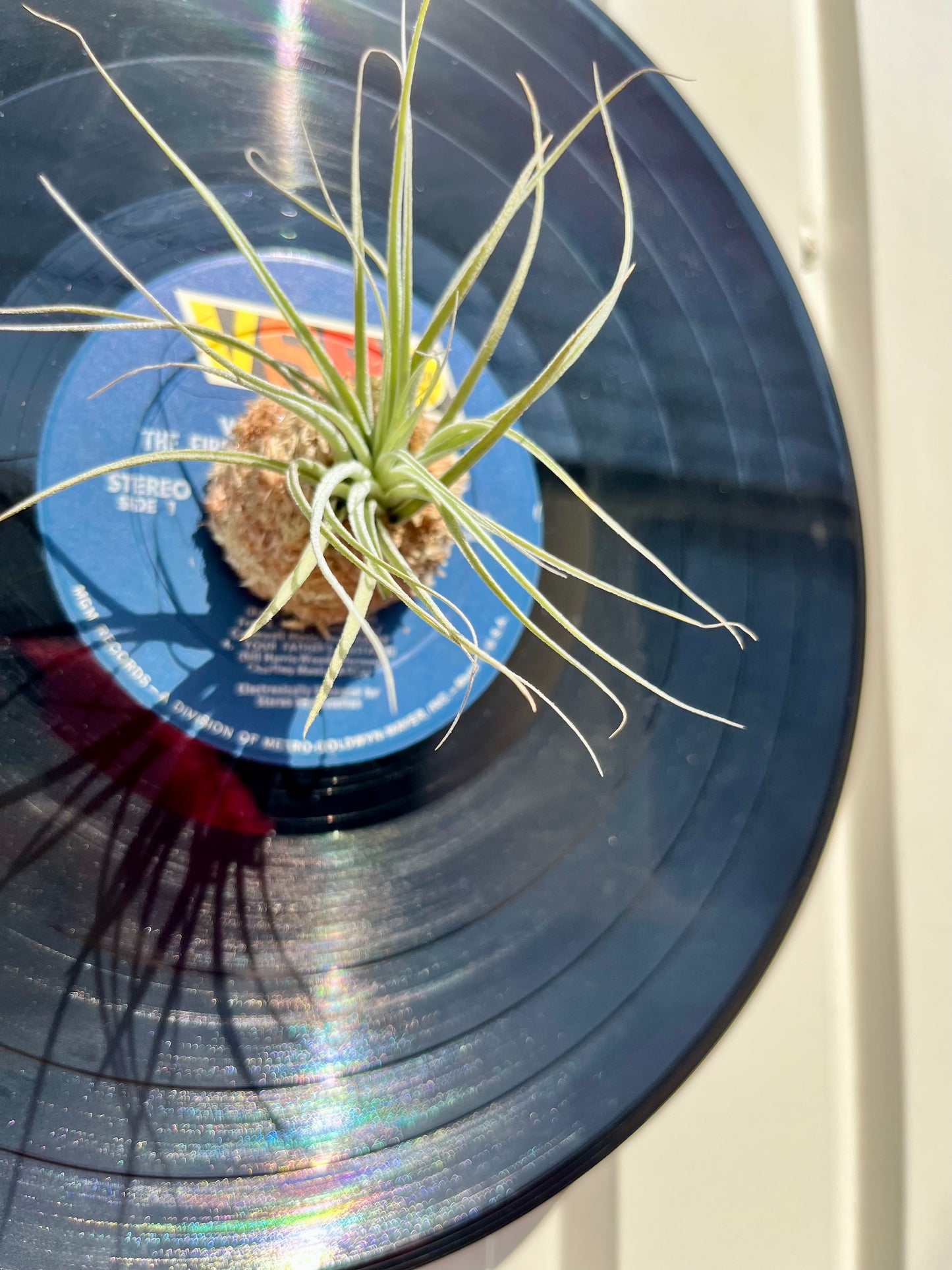 Tillandsia ionantha
