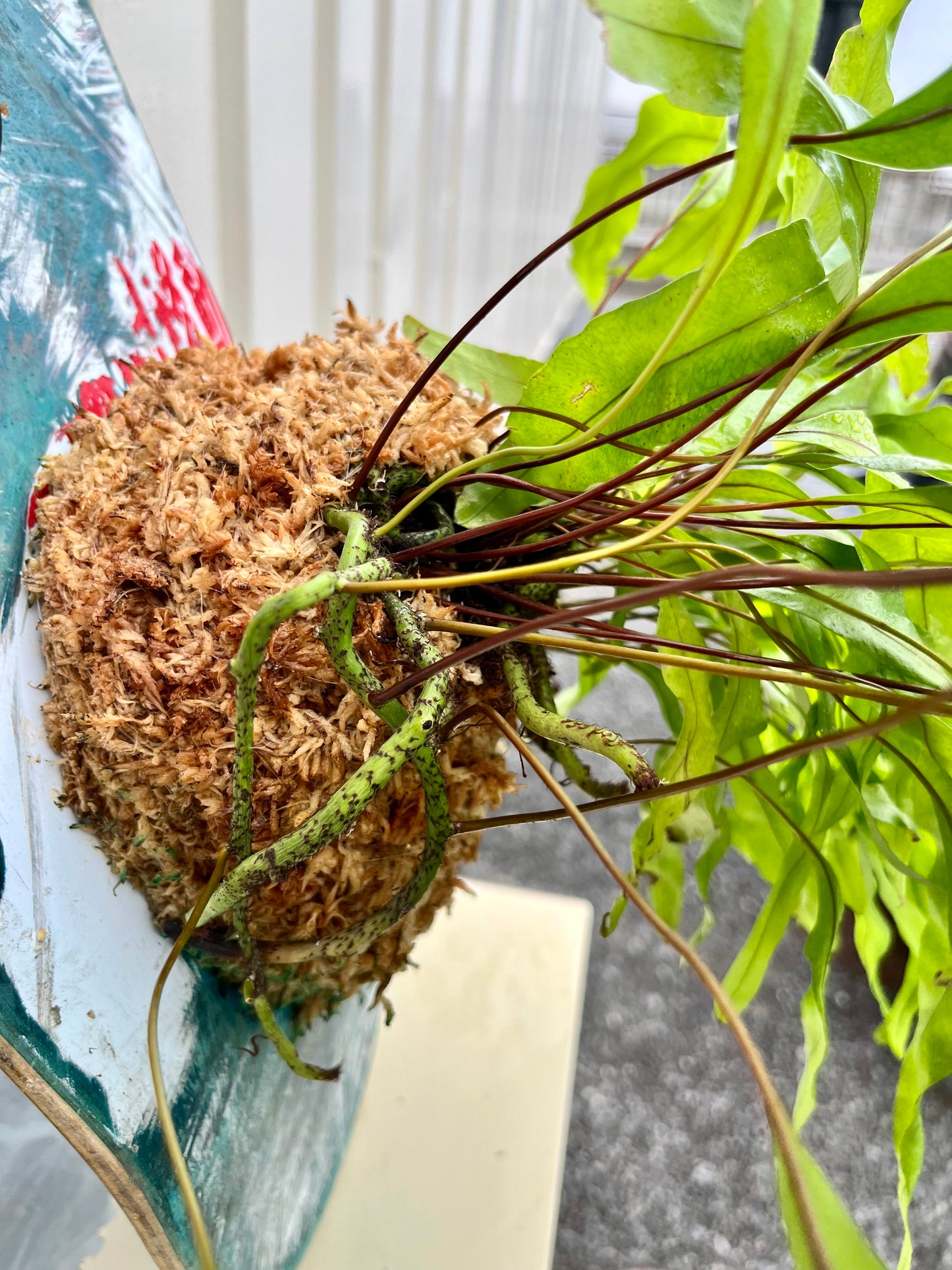 Microsorium diversifolium