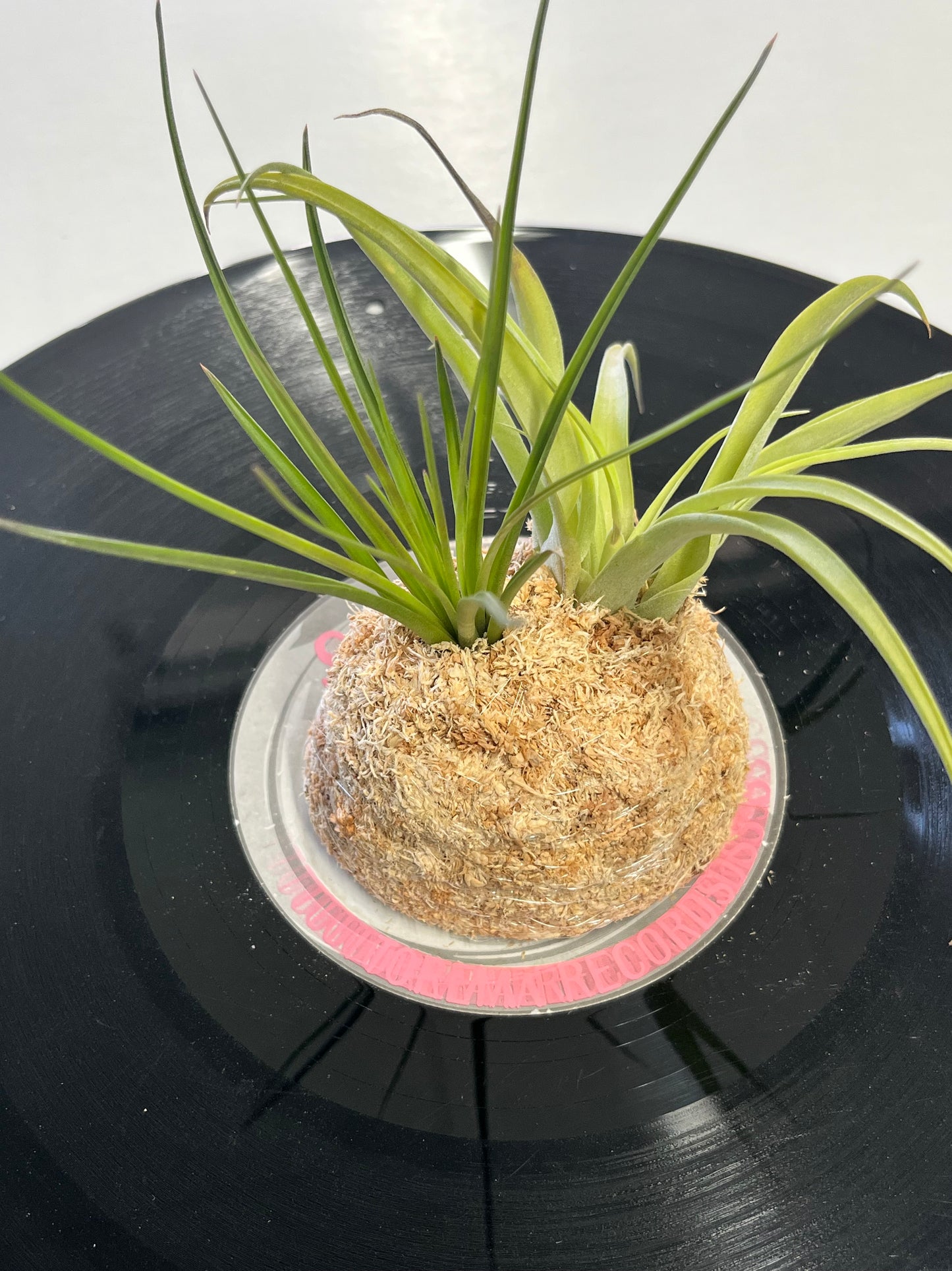 T.melanocrater x T.harrisii