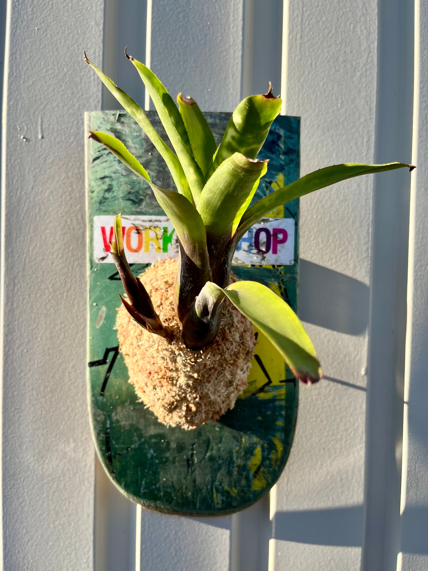 Neoregelia