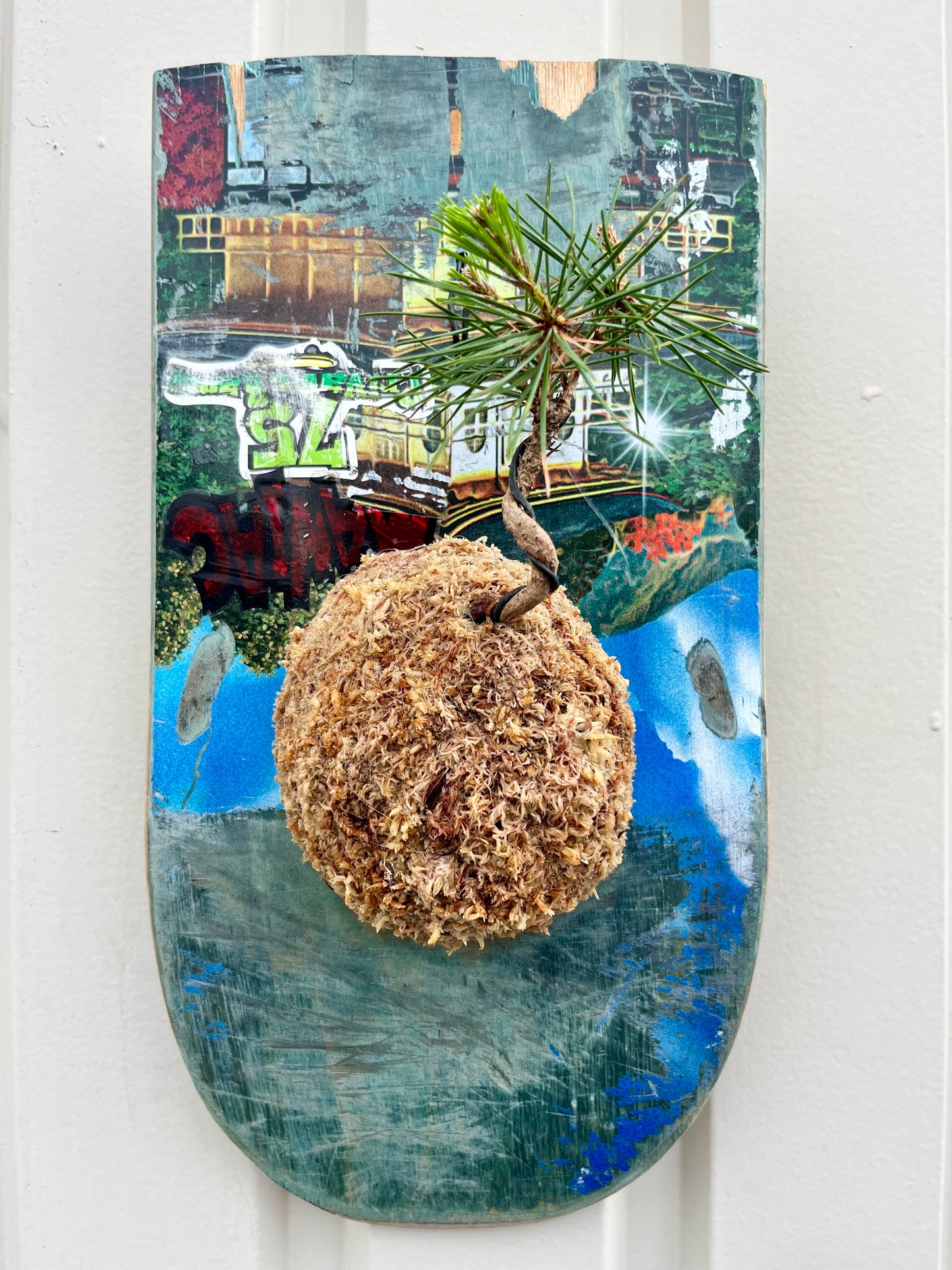 Pine