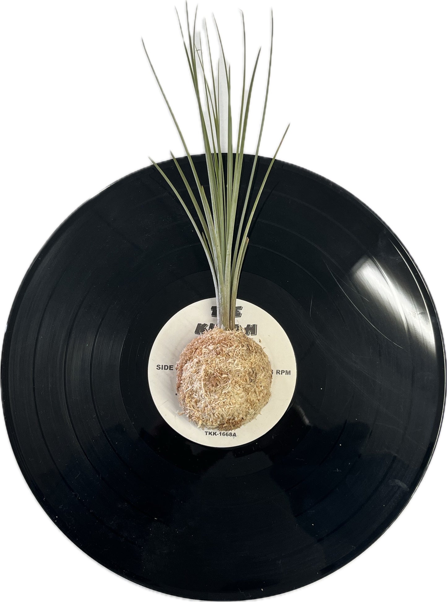 Tillandsia juncea