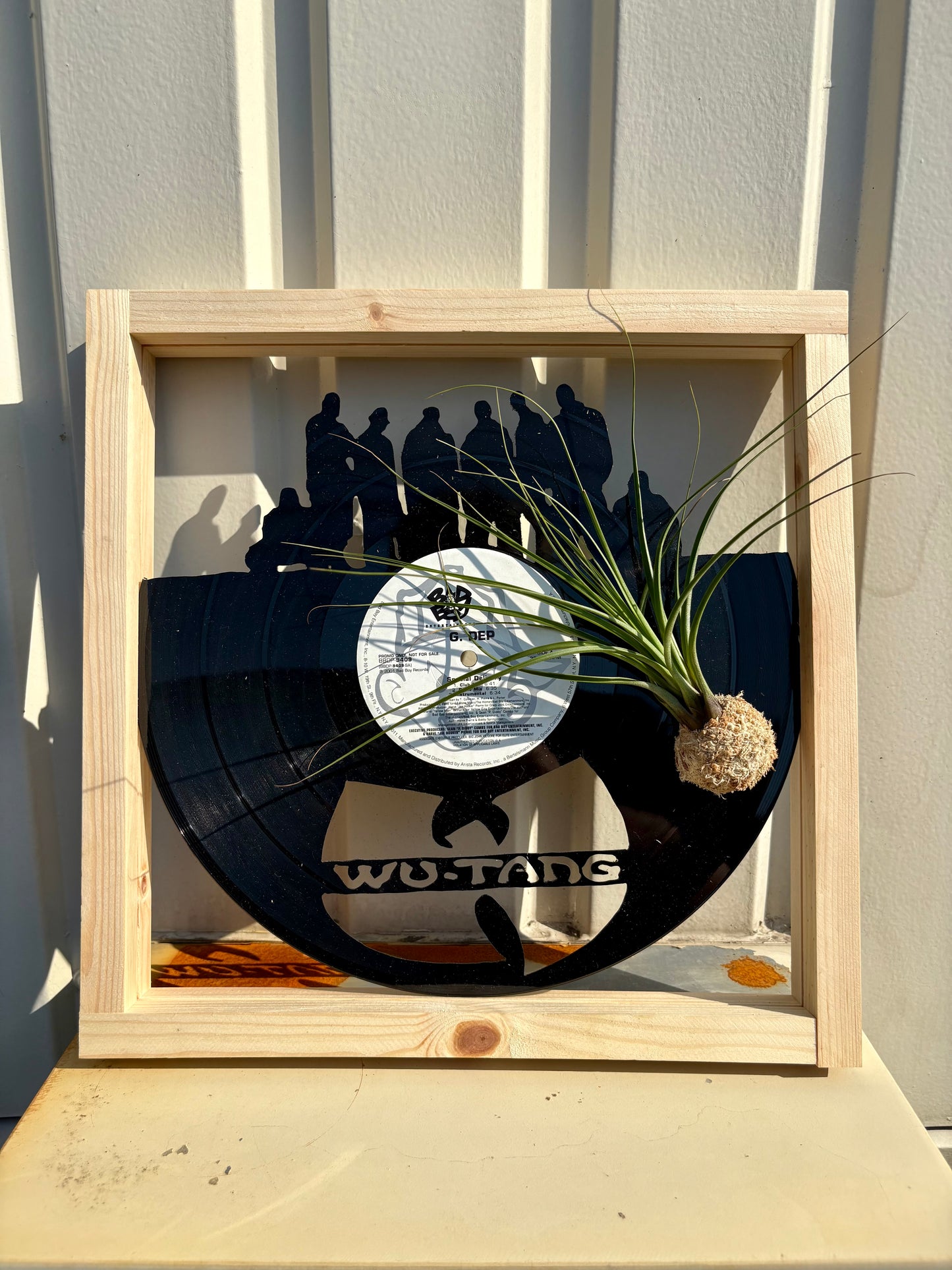 Tillandsia in LP size frame WU - TANG