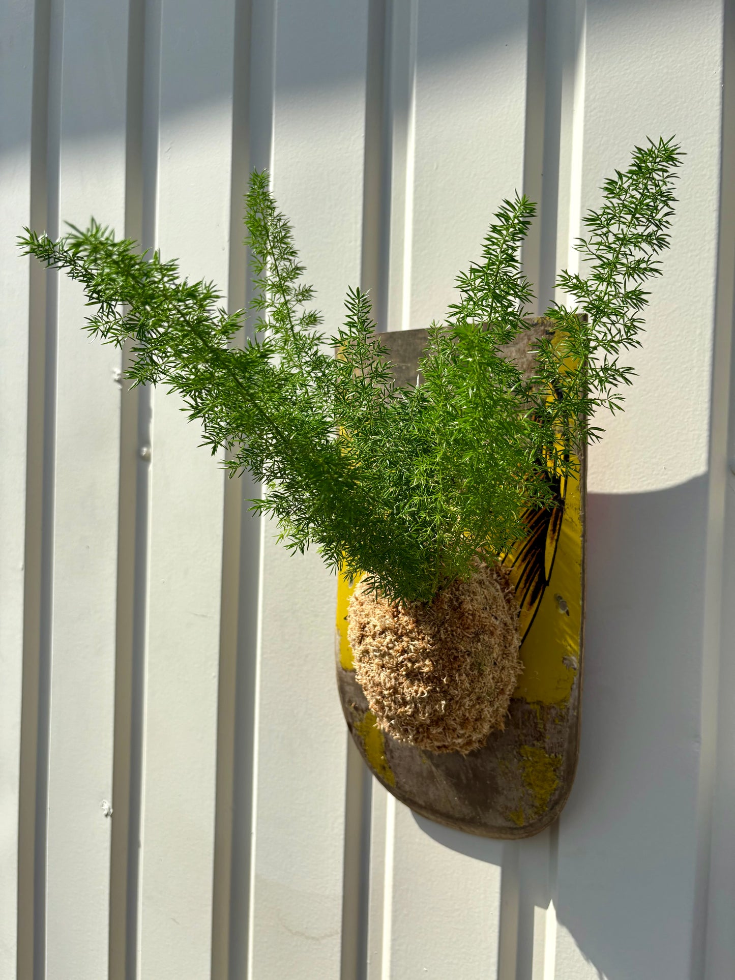 Asparagus setaceus Nanus