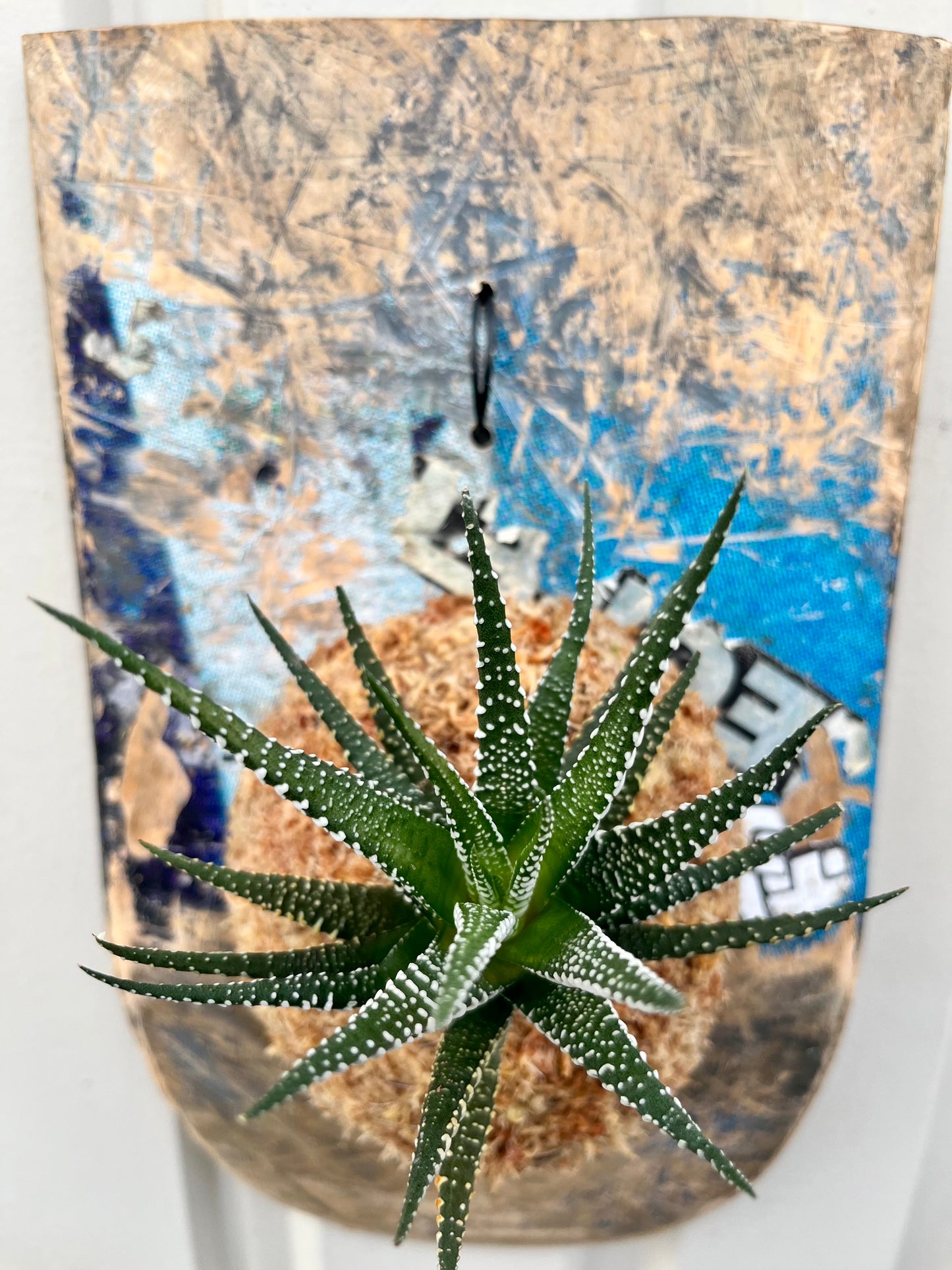 Haworthia fasciata