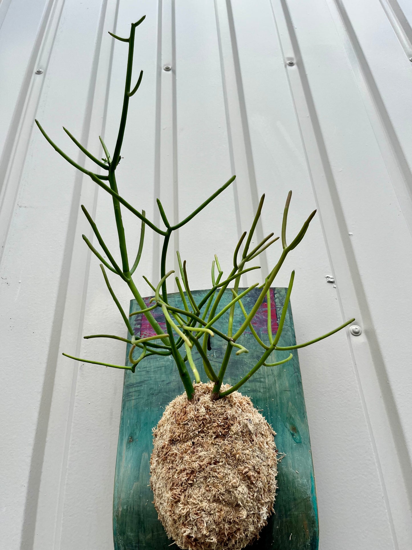 Euphorbia tirucalli
