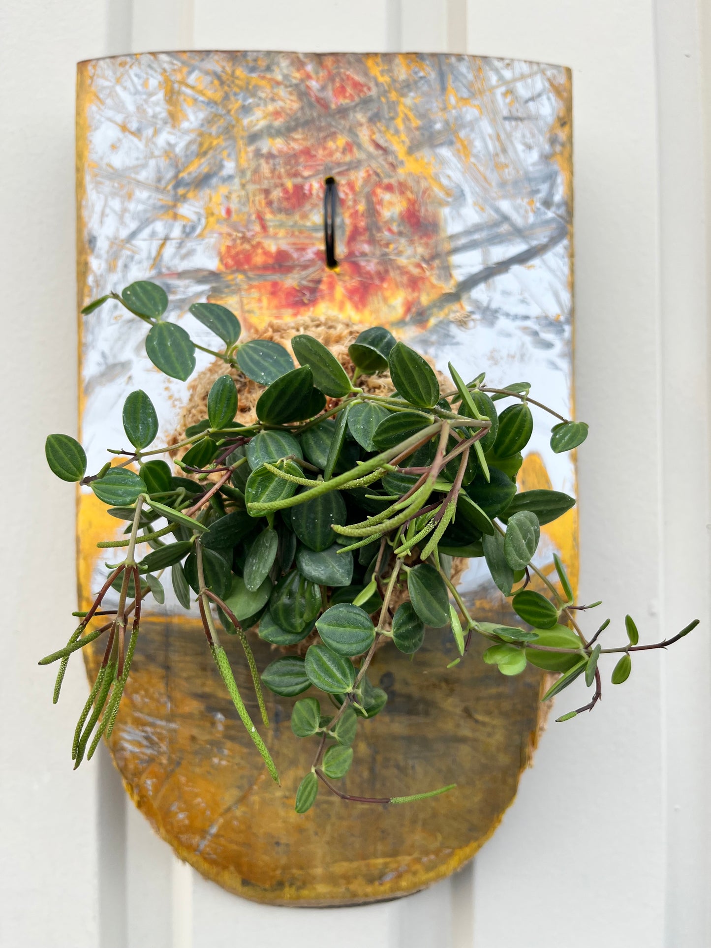 Peperomia angulata