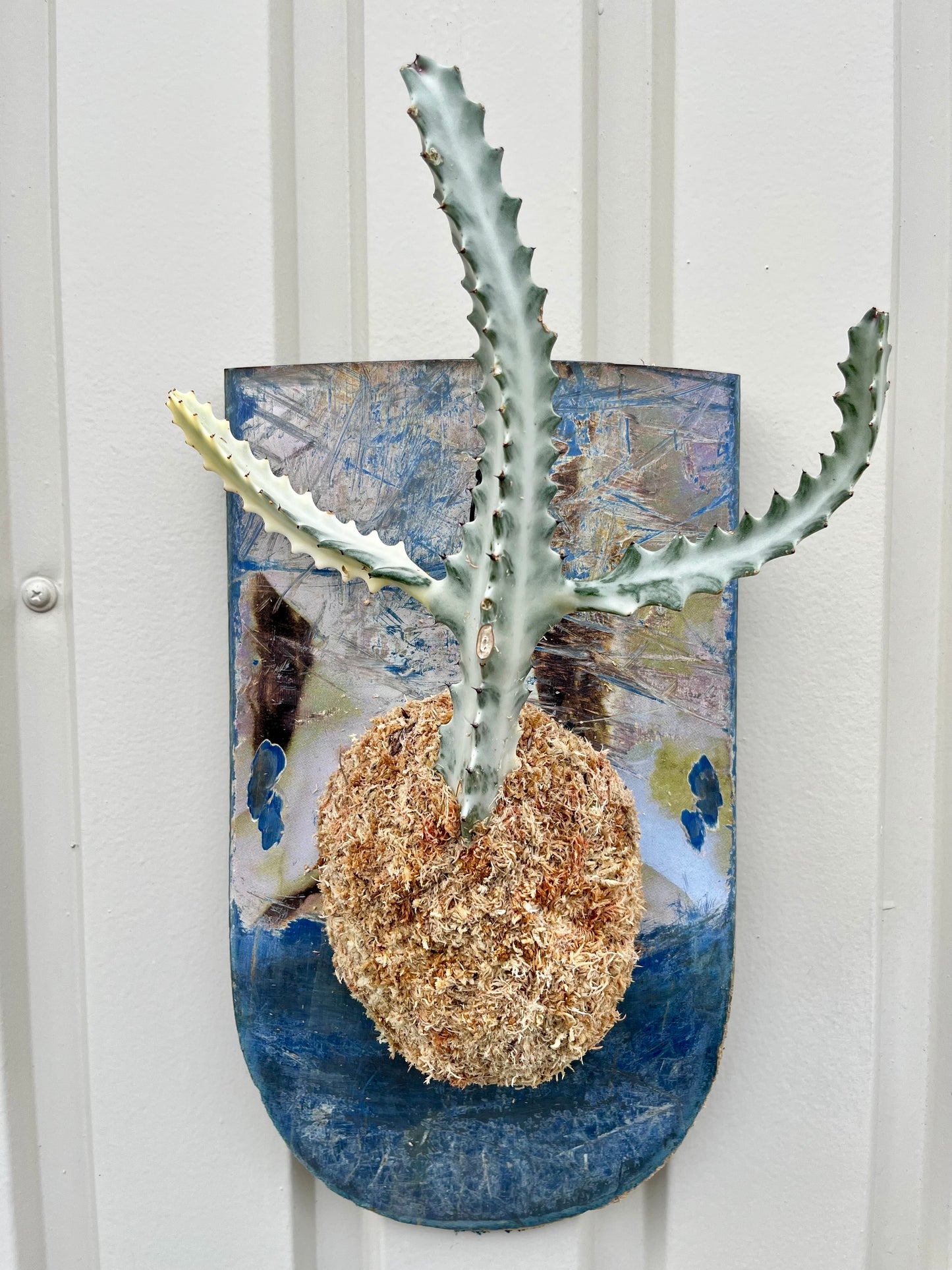 Euphorbia lactea White Ghost