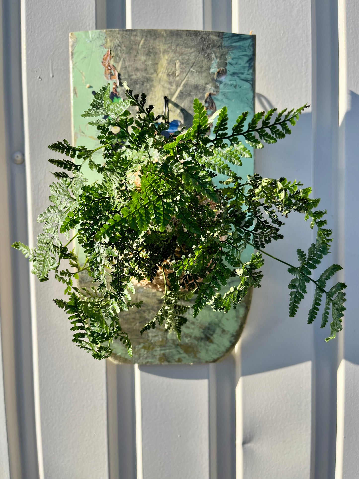Humata tyermanii