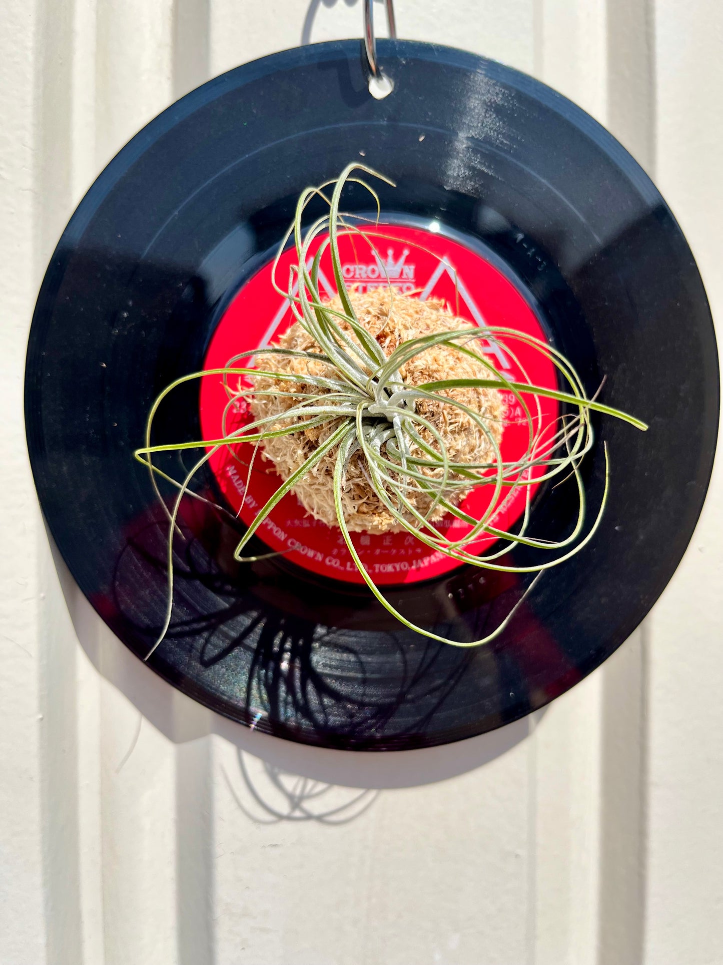 Tillandsia stricta
