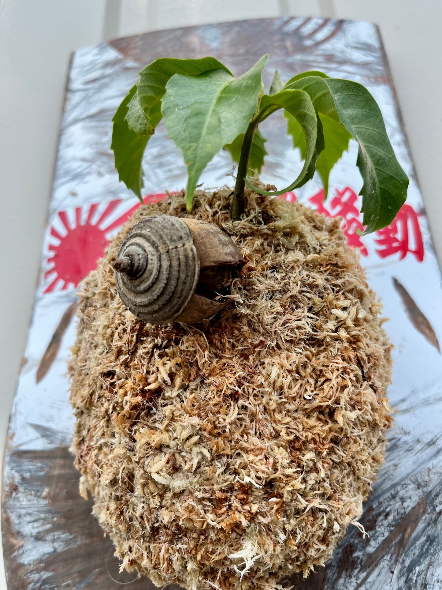 Acorns