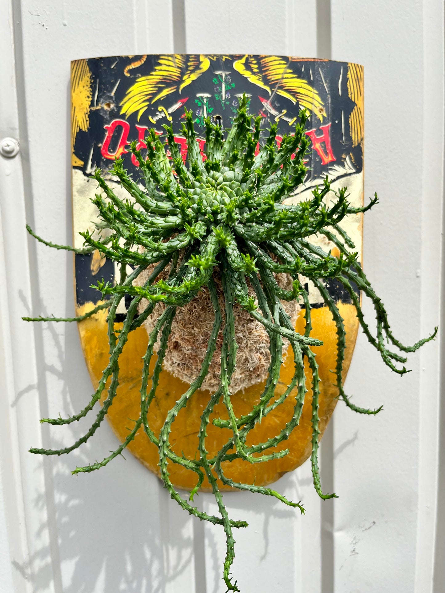 Euphorbia flanaganii
