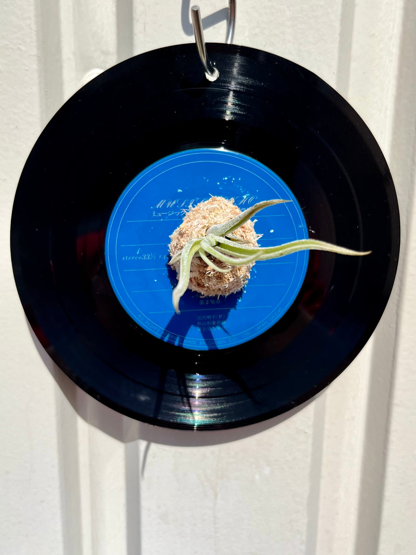 Tillandsia caput-medusae