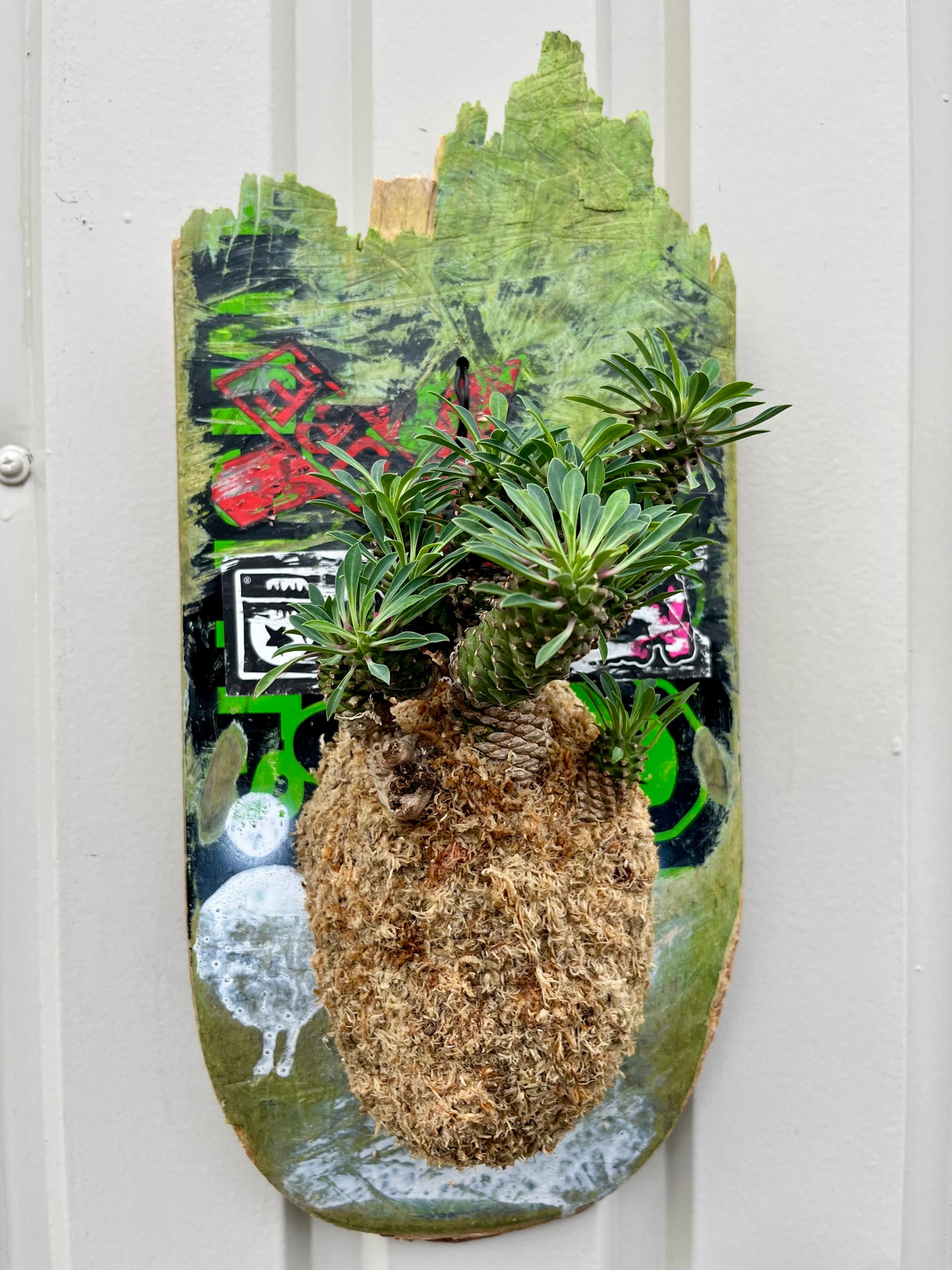 Euphorbia × Sotetsukirin