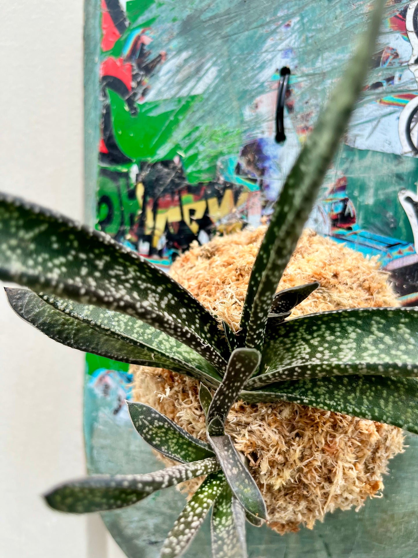 Gasteria carinata v. verrucosa