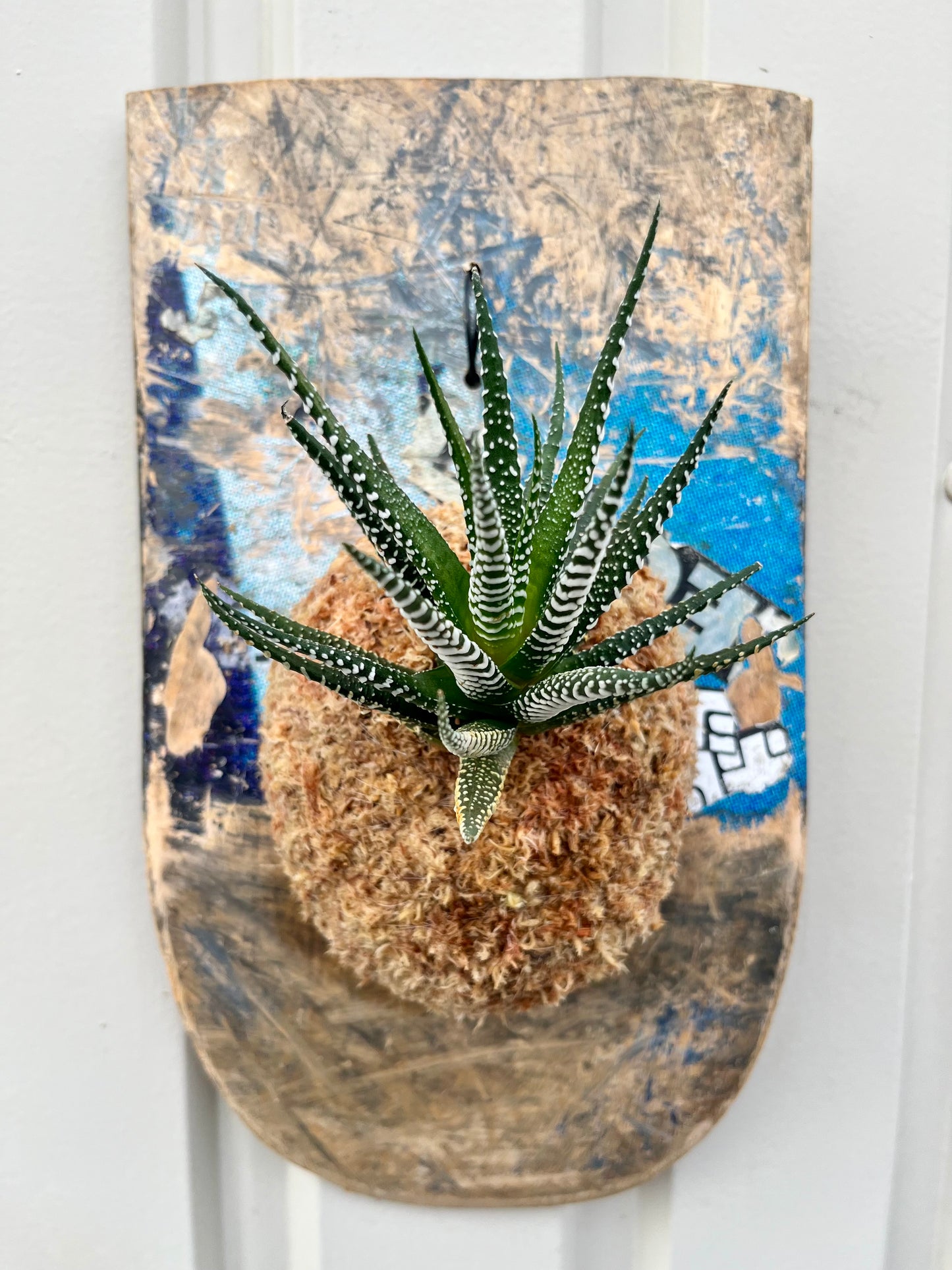 Haworthia fasciata