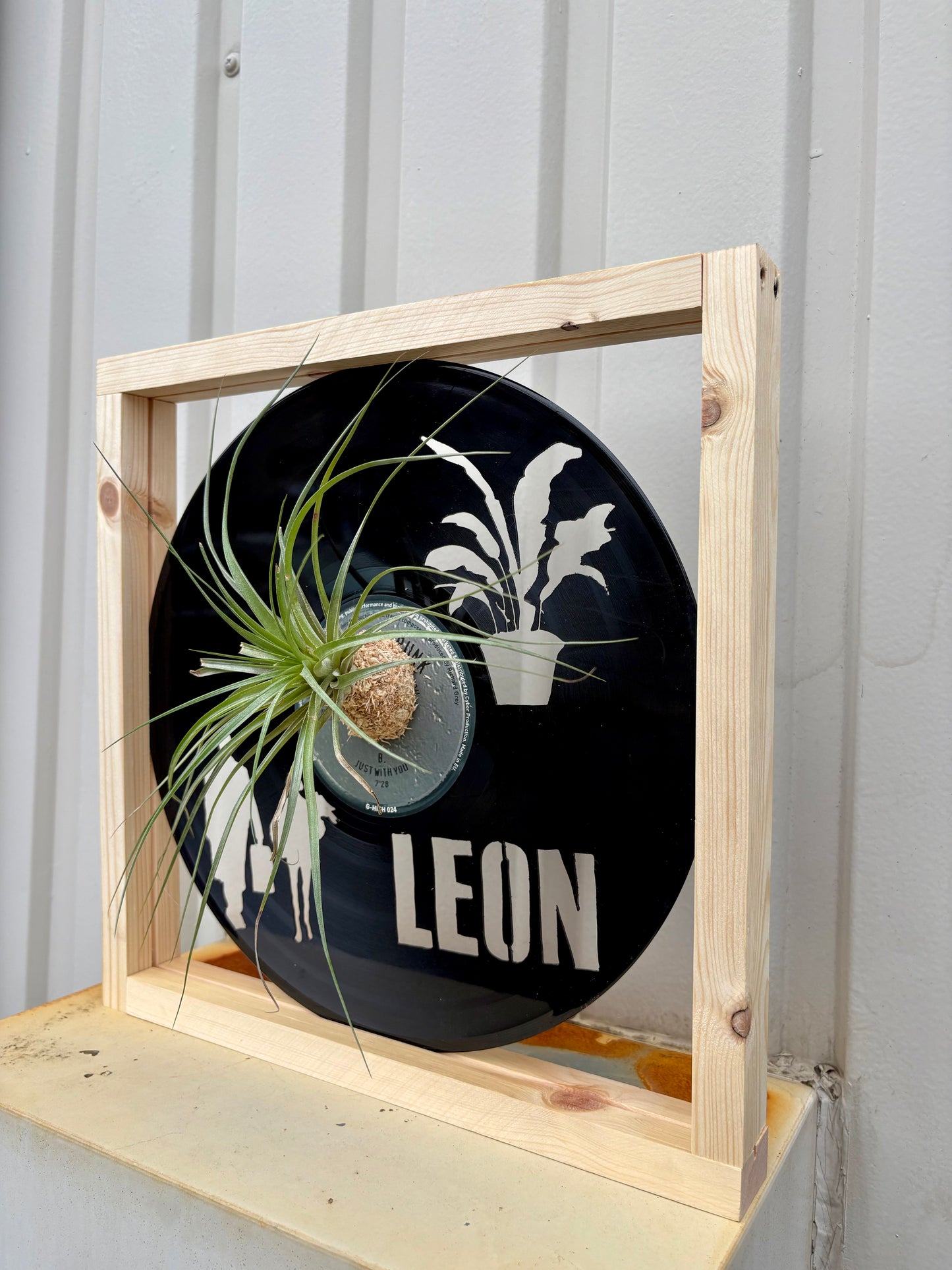 TIllandsia in LP size MOVIE - 1