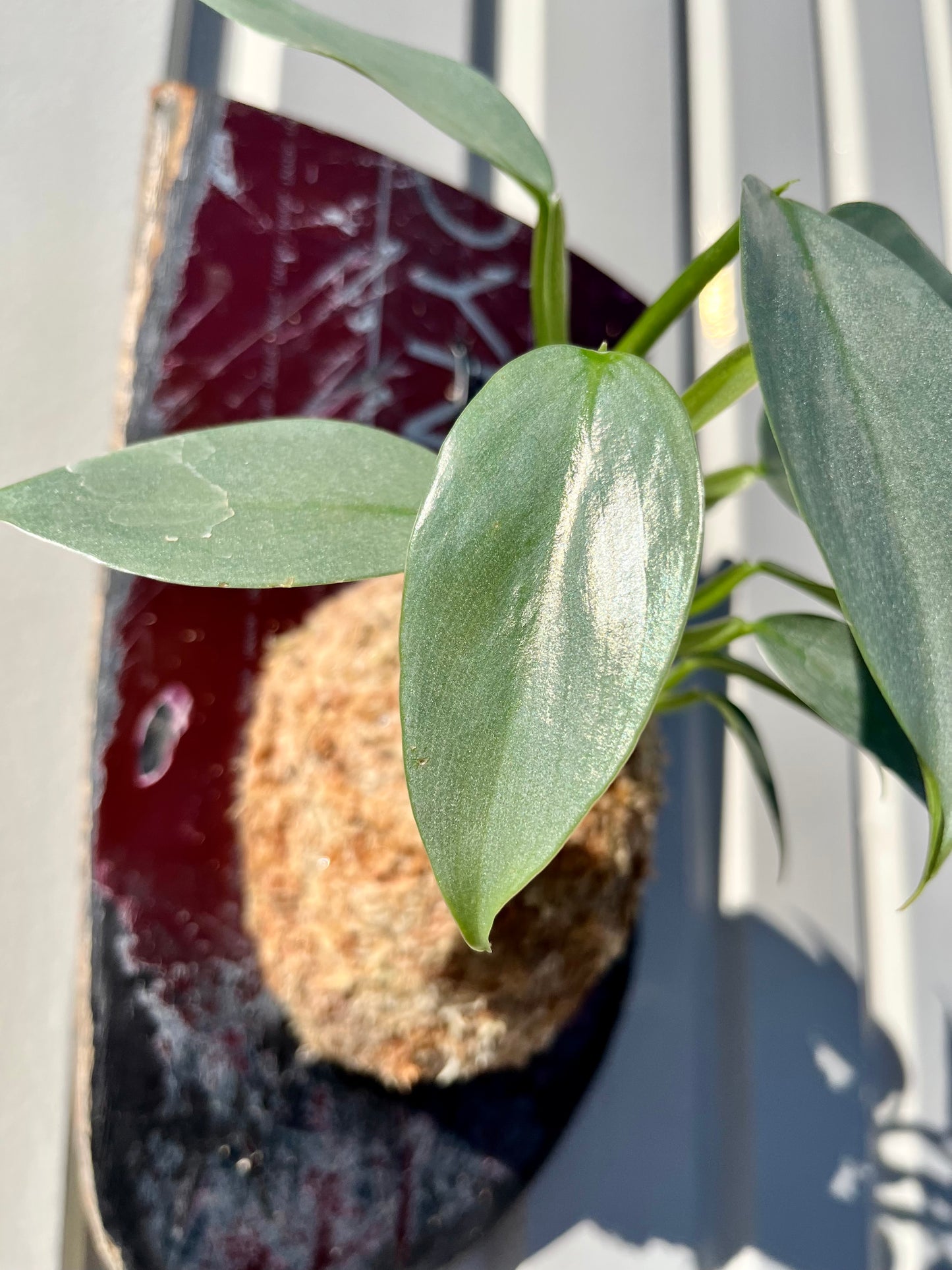 Philodendron 'Silver Metal'