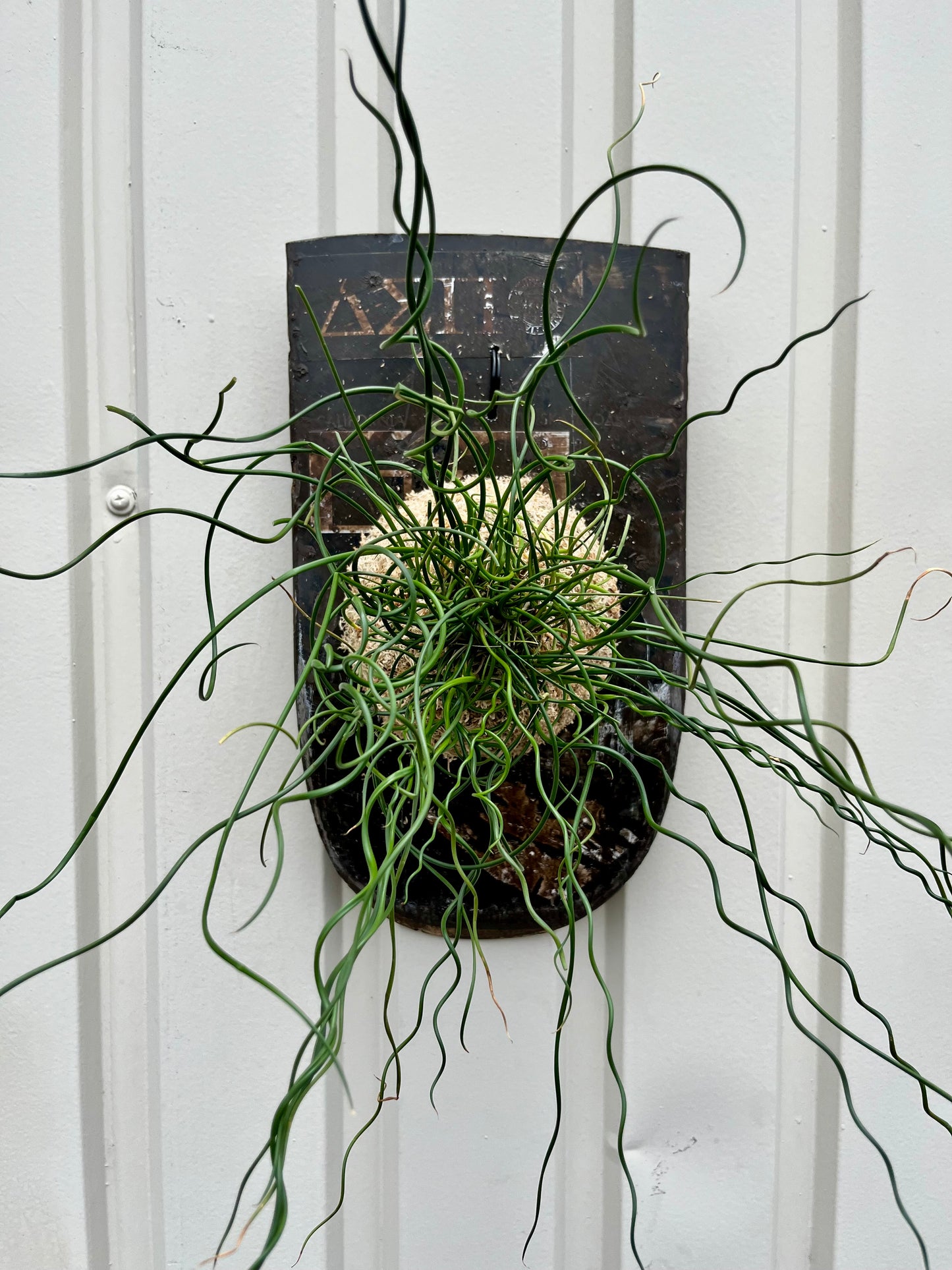 Juncus effusus Spiralis
