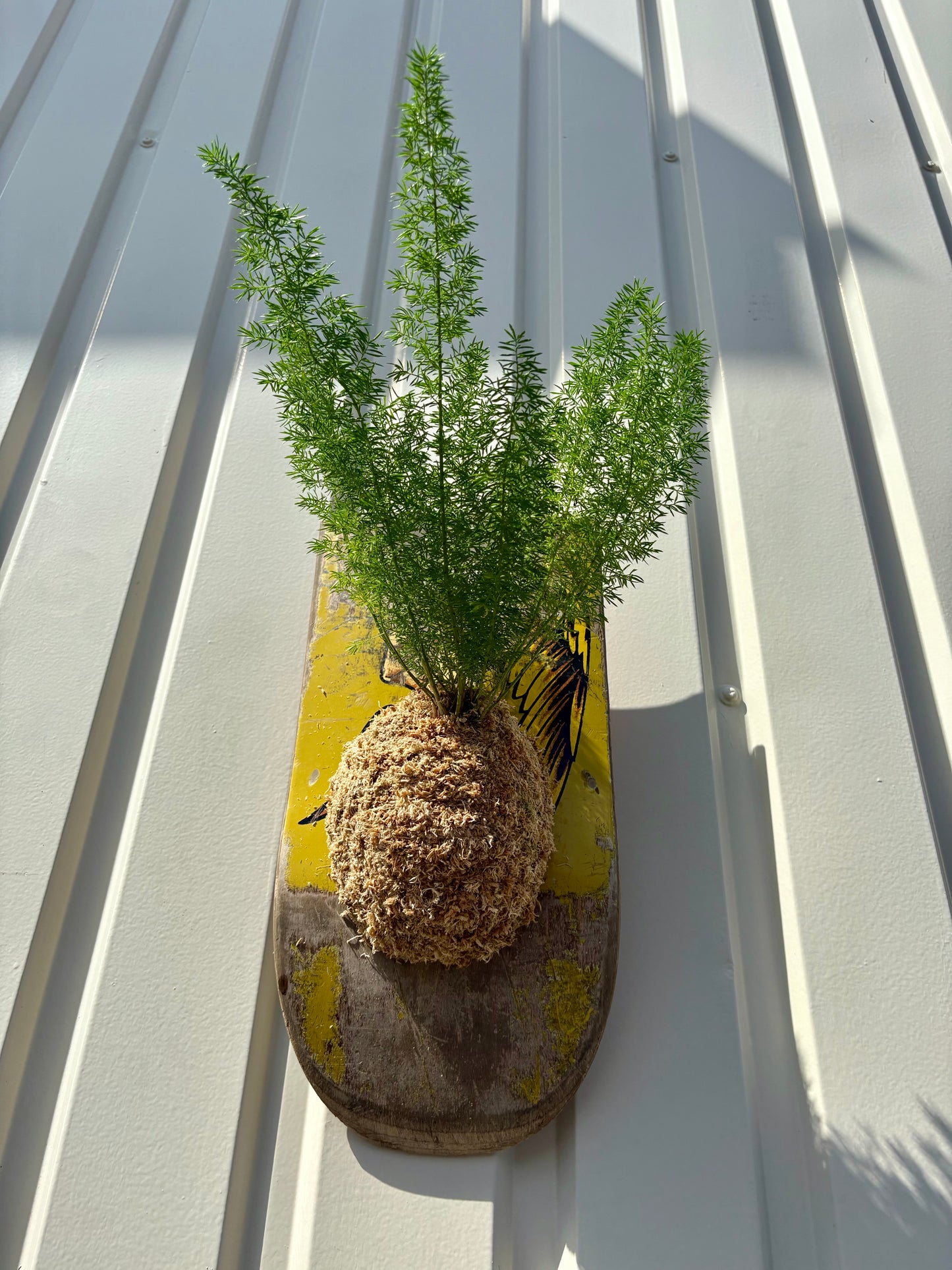 Asparagus setaceus Nanus