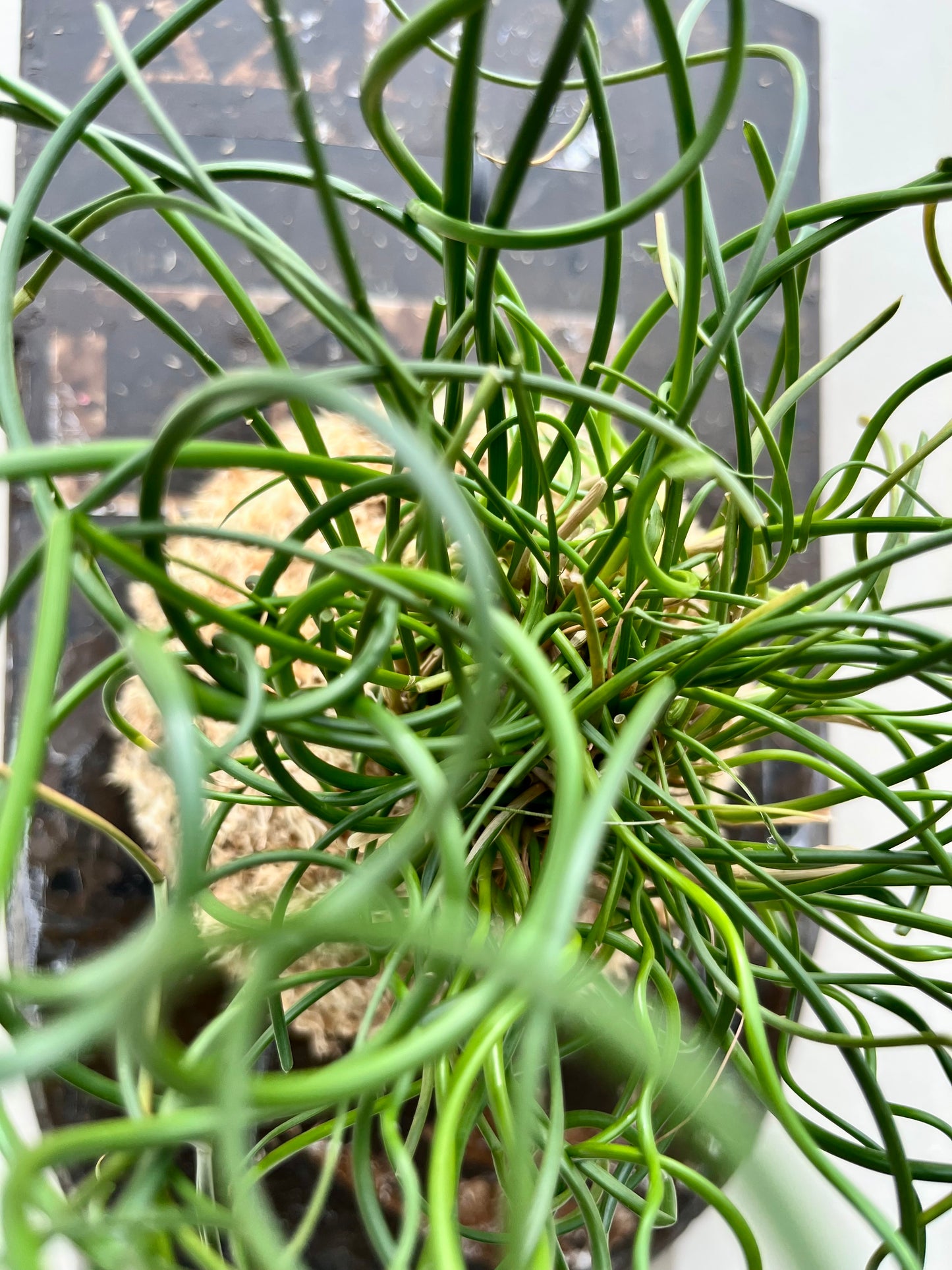 Juncus effusus Spiralis