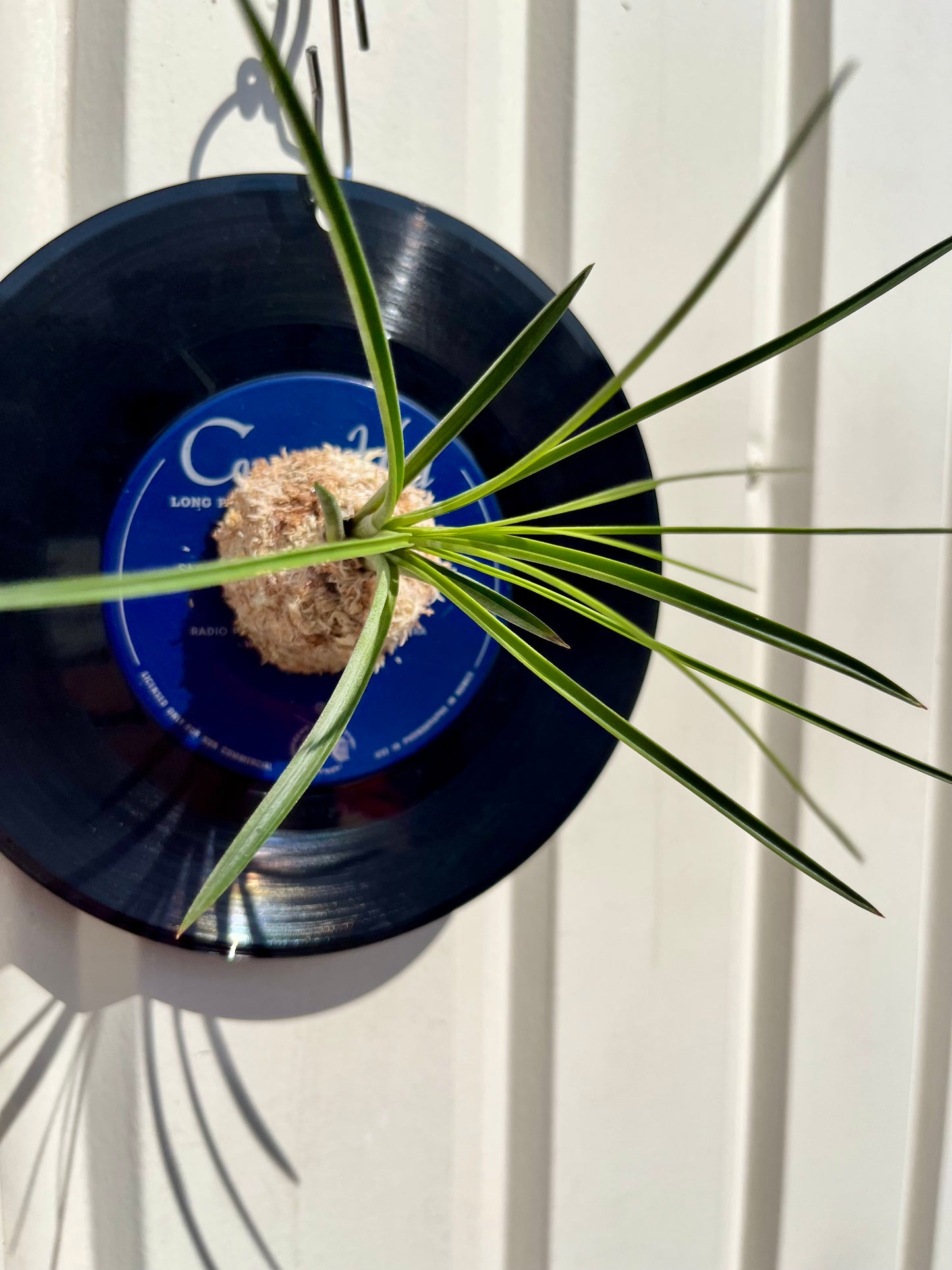 Tillandsia tricolor