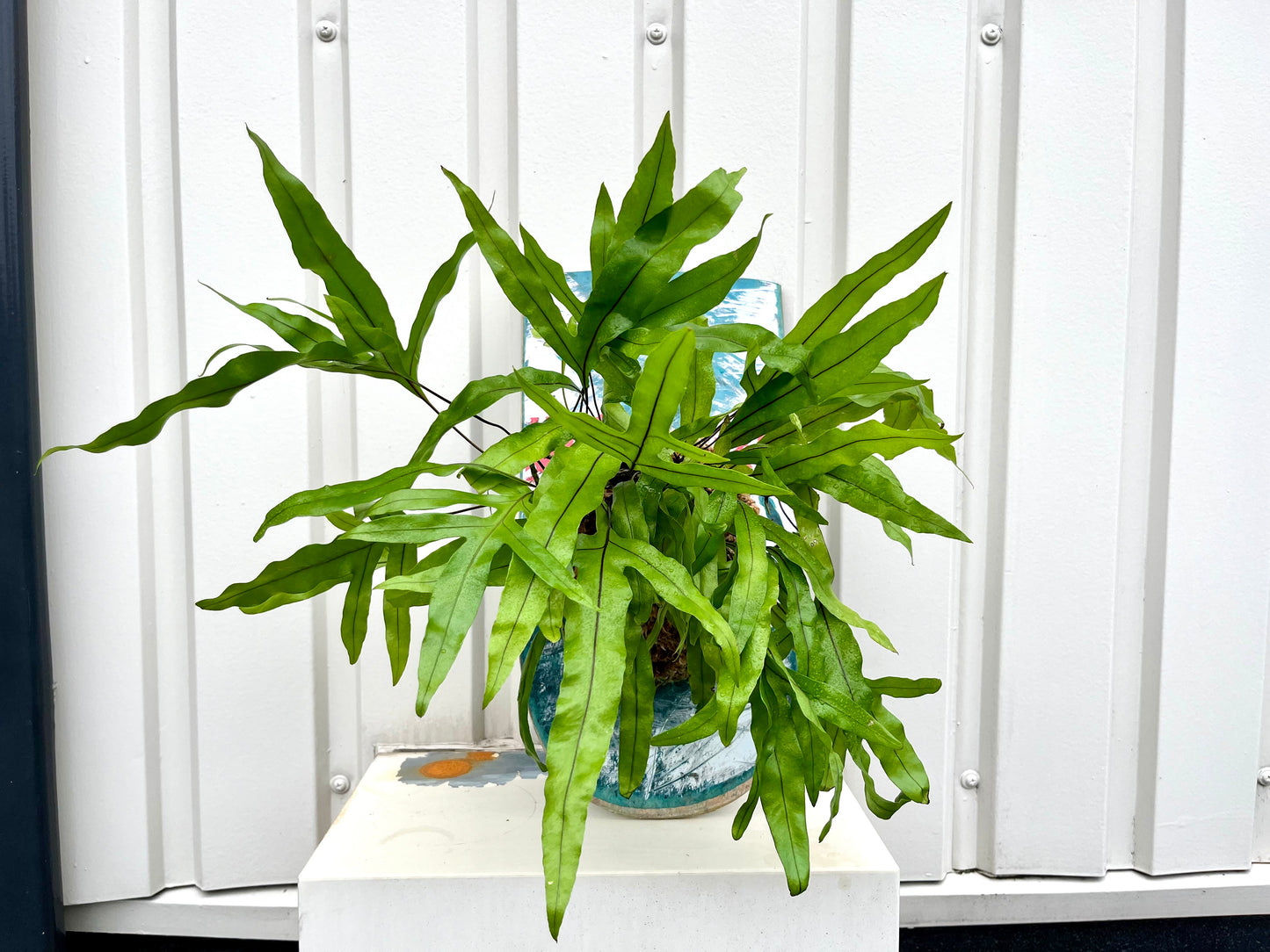 Microsorium diversifolium
