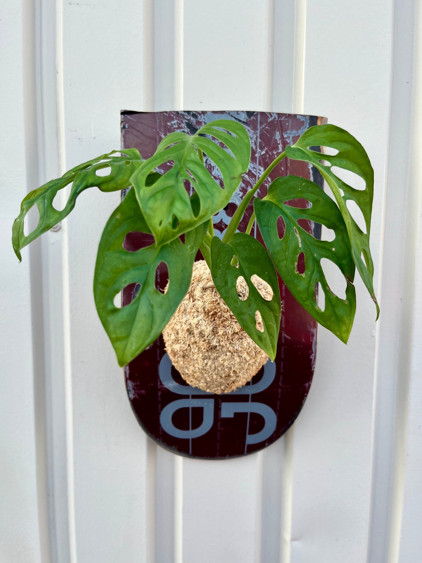 Monstera Friedrichsthalii
