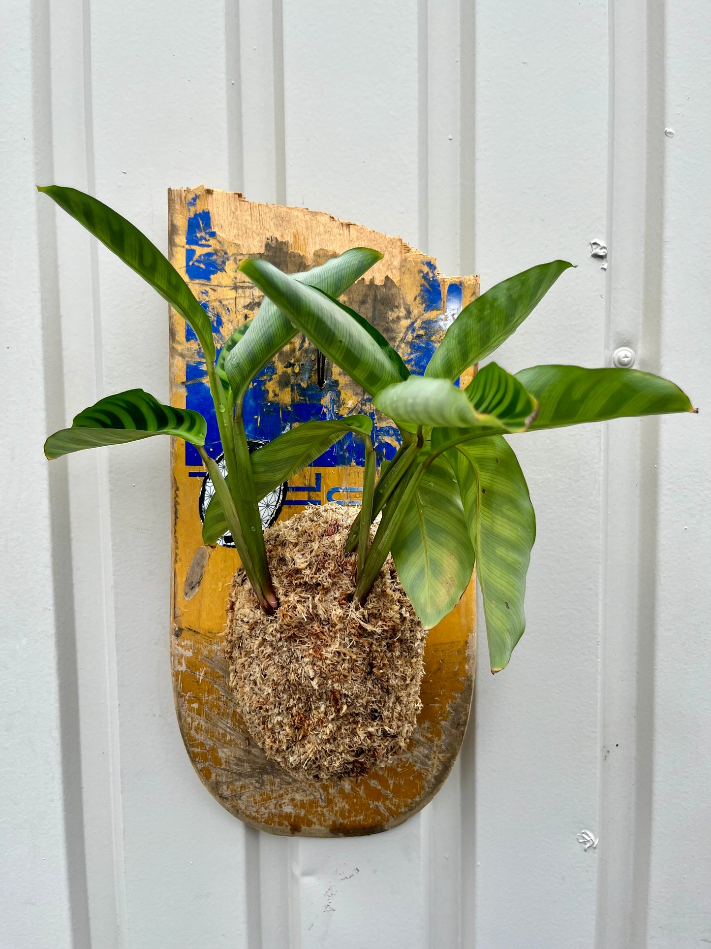 Calathea zebrina
