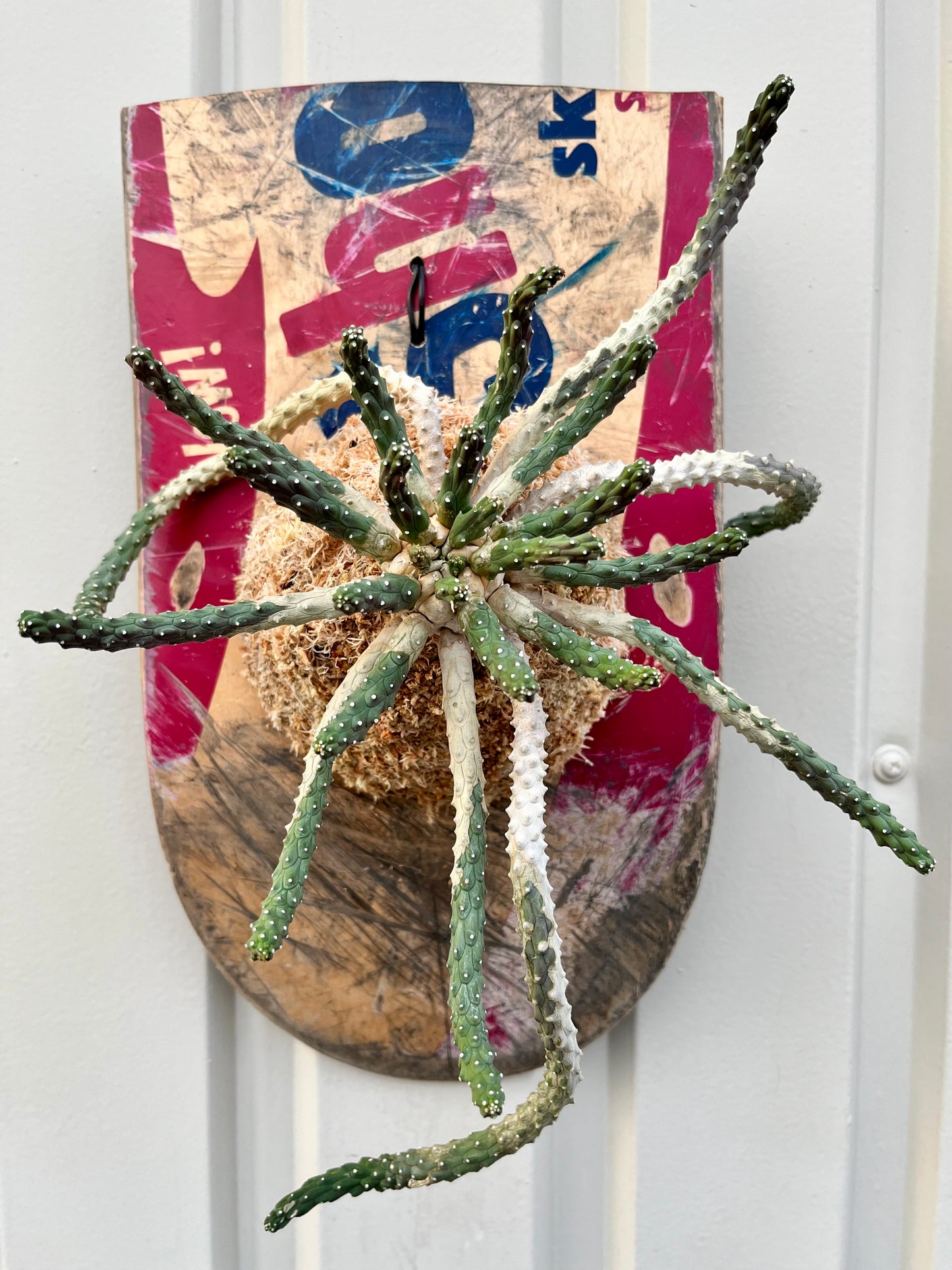 Euphorbia inermis