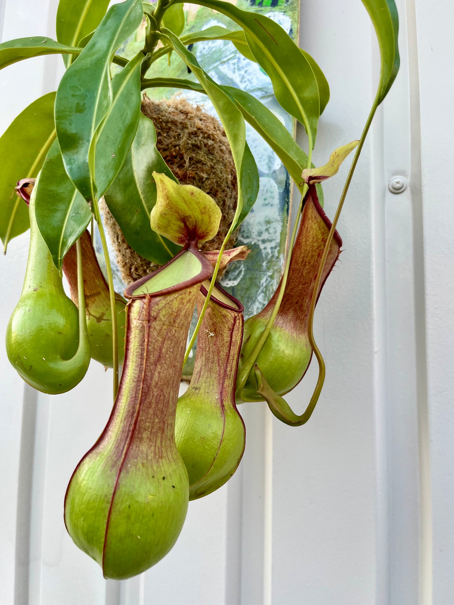 Nepenthes alata