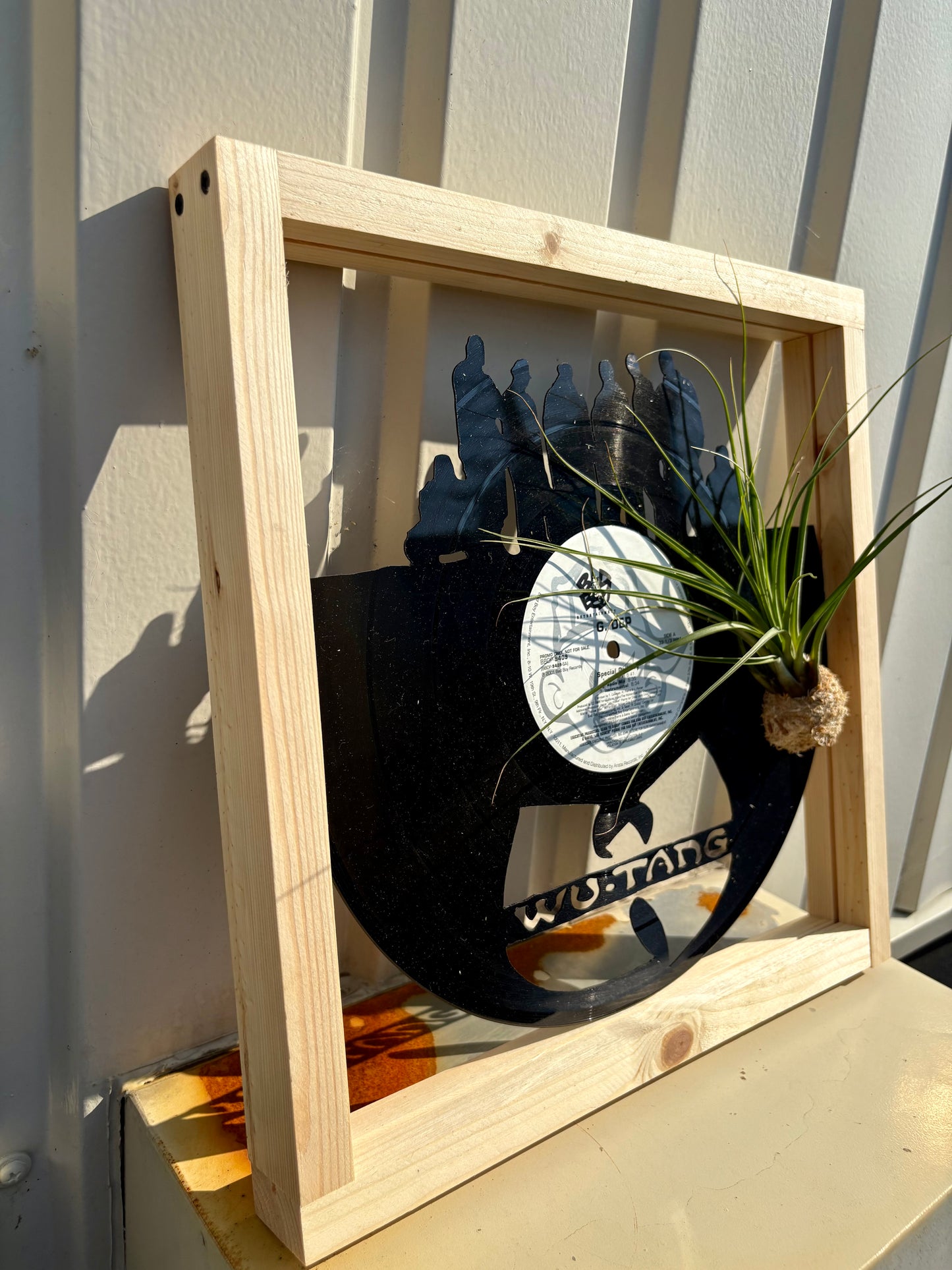 Tillandsia in LP size frame WU - TANG