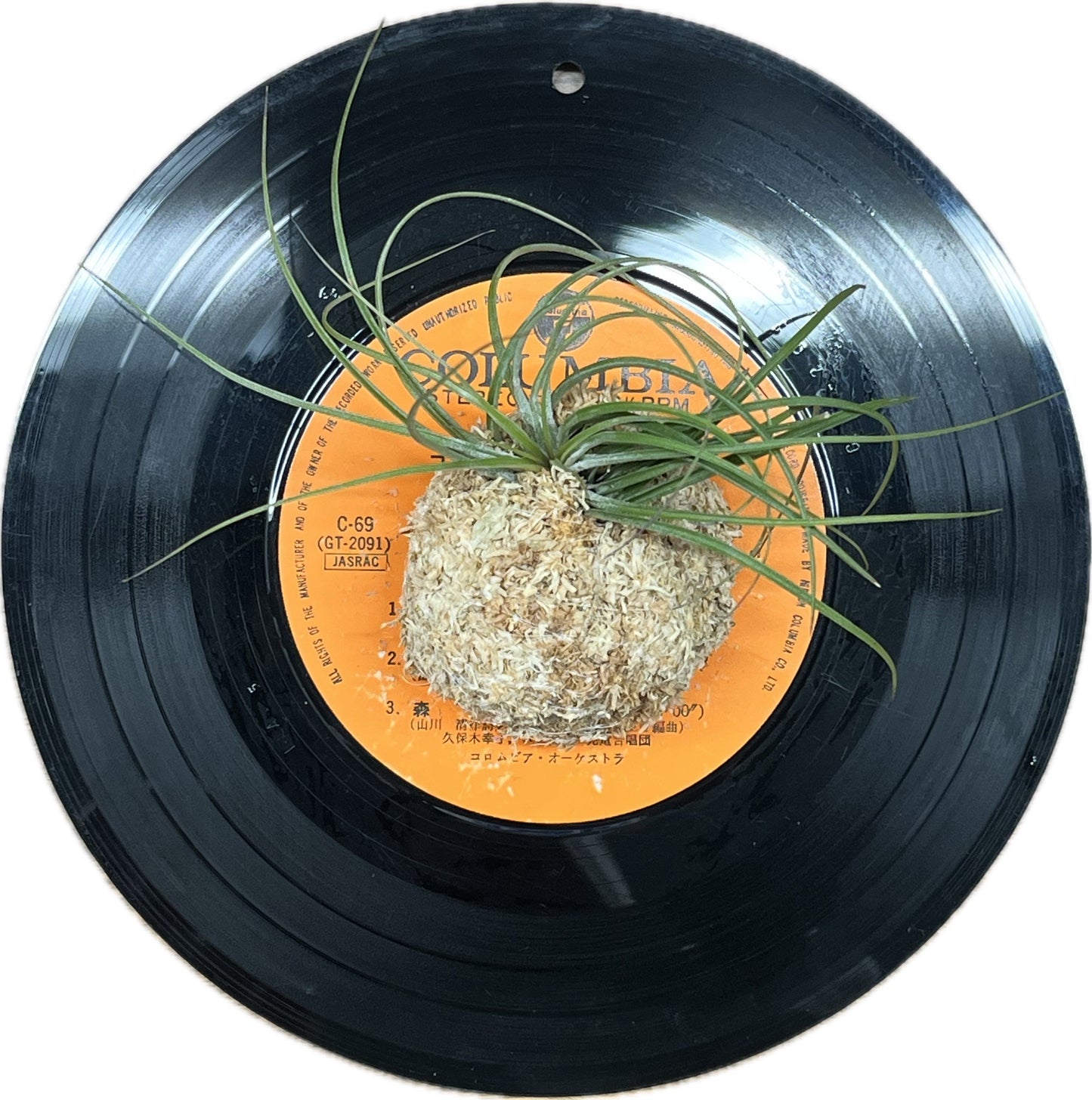 Tillandsia stricta