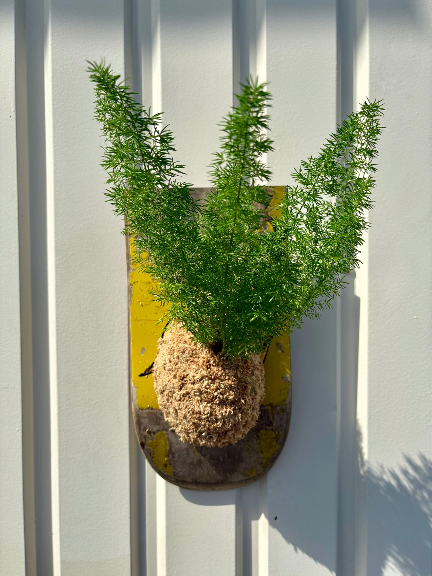Asparagus setaceus Nanus
