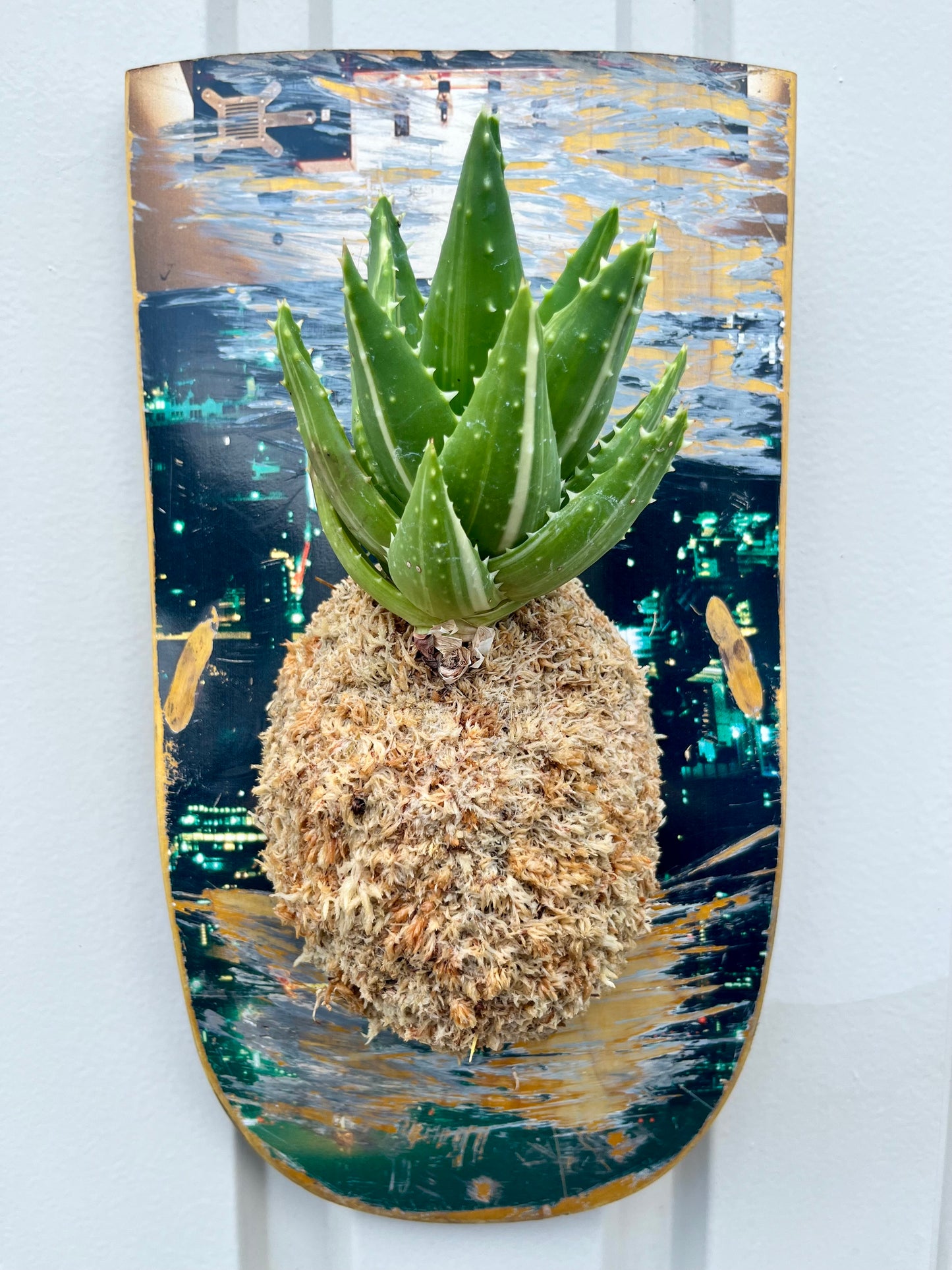 Aloe Nobilis f.Variegata