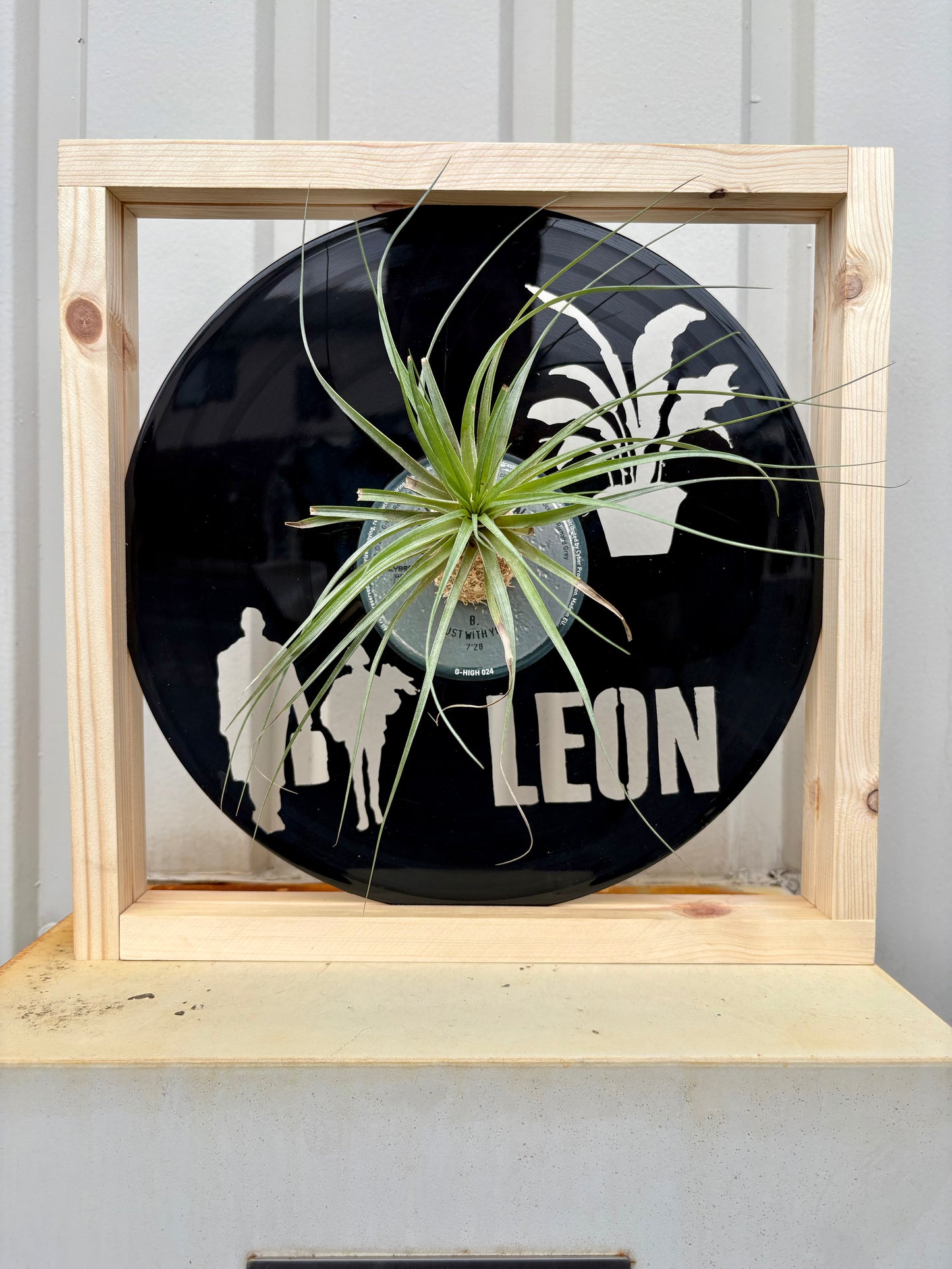 TIllandsia in LP size MOVIE - 1