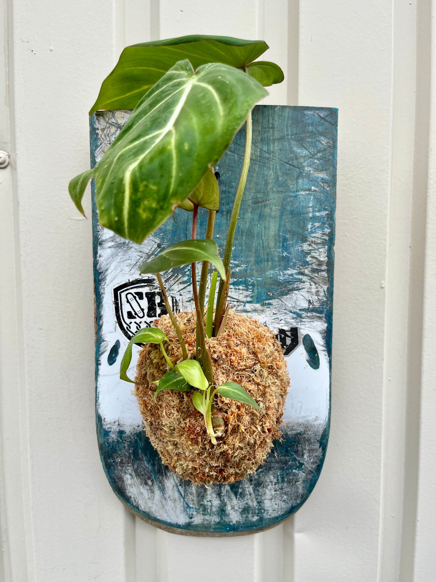 Philodendron melanochrysum