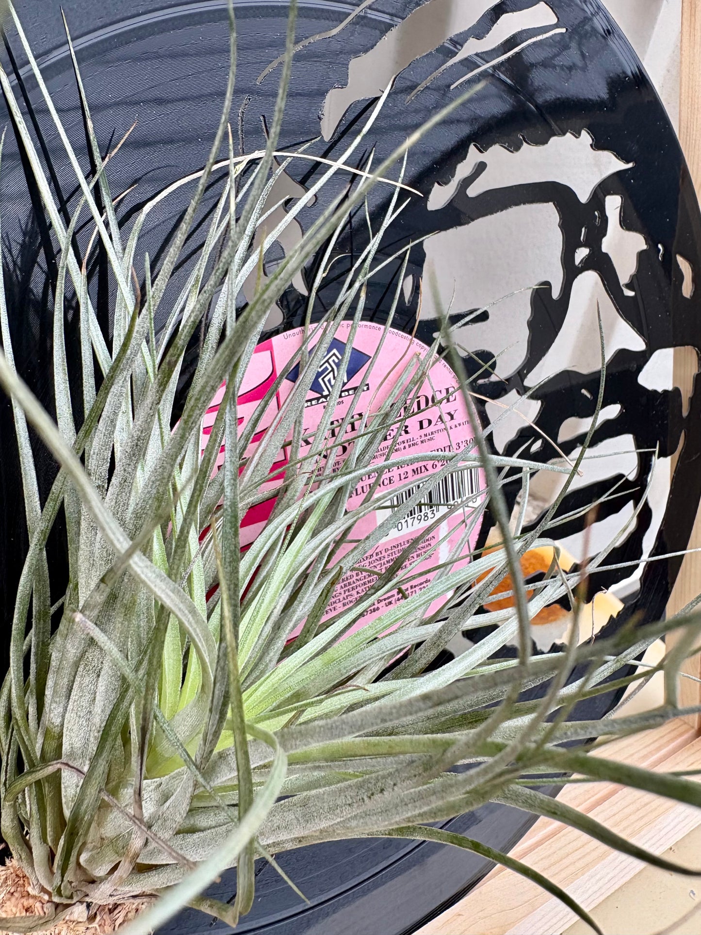Tillandsia in LP size frame SINGER - 1