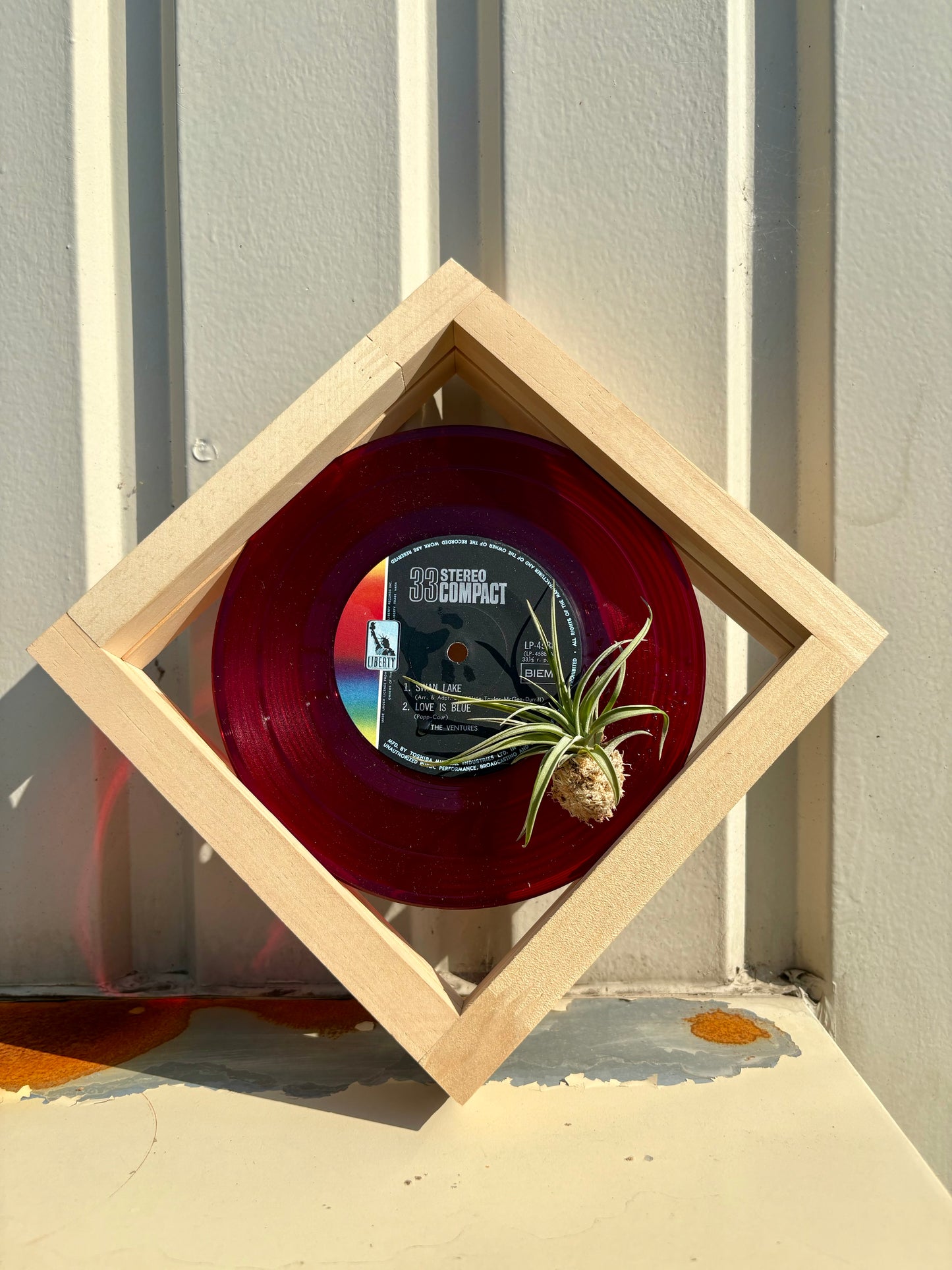 Tillandsia in EP size frame -1