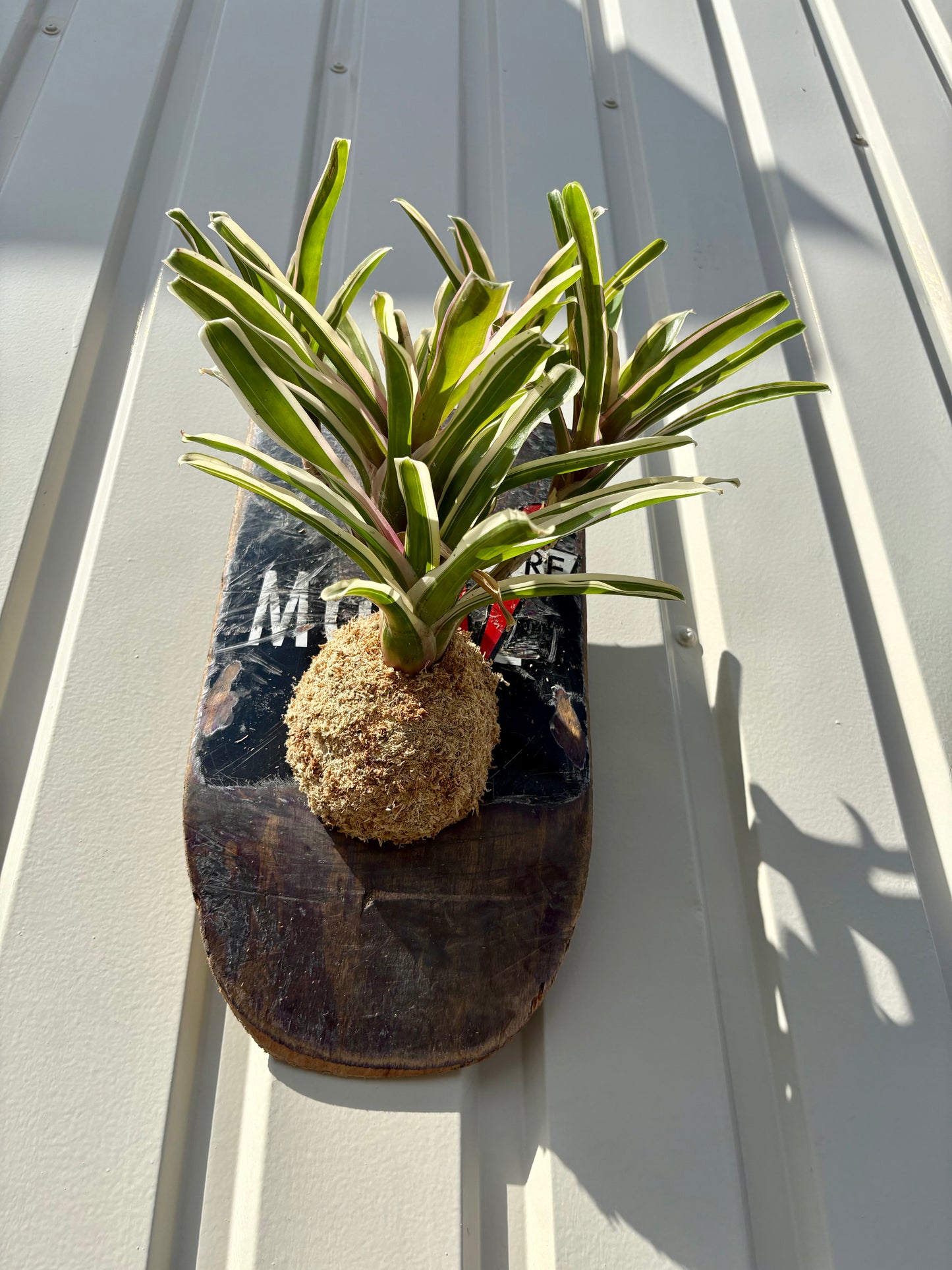Neoregelia Fireball