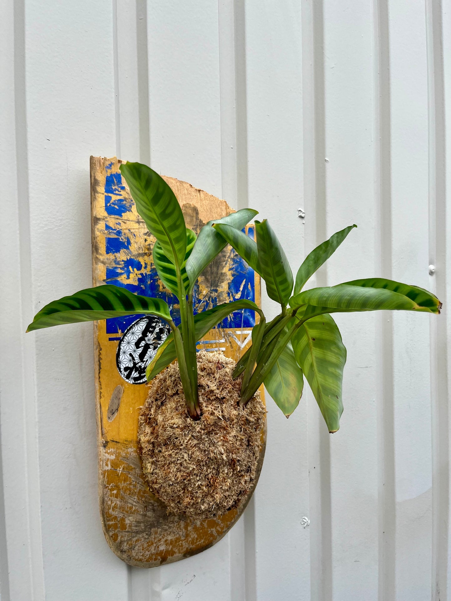 Calathea zebrina