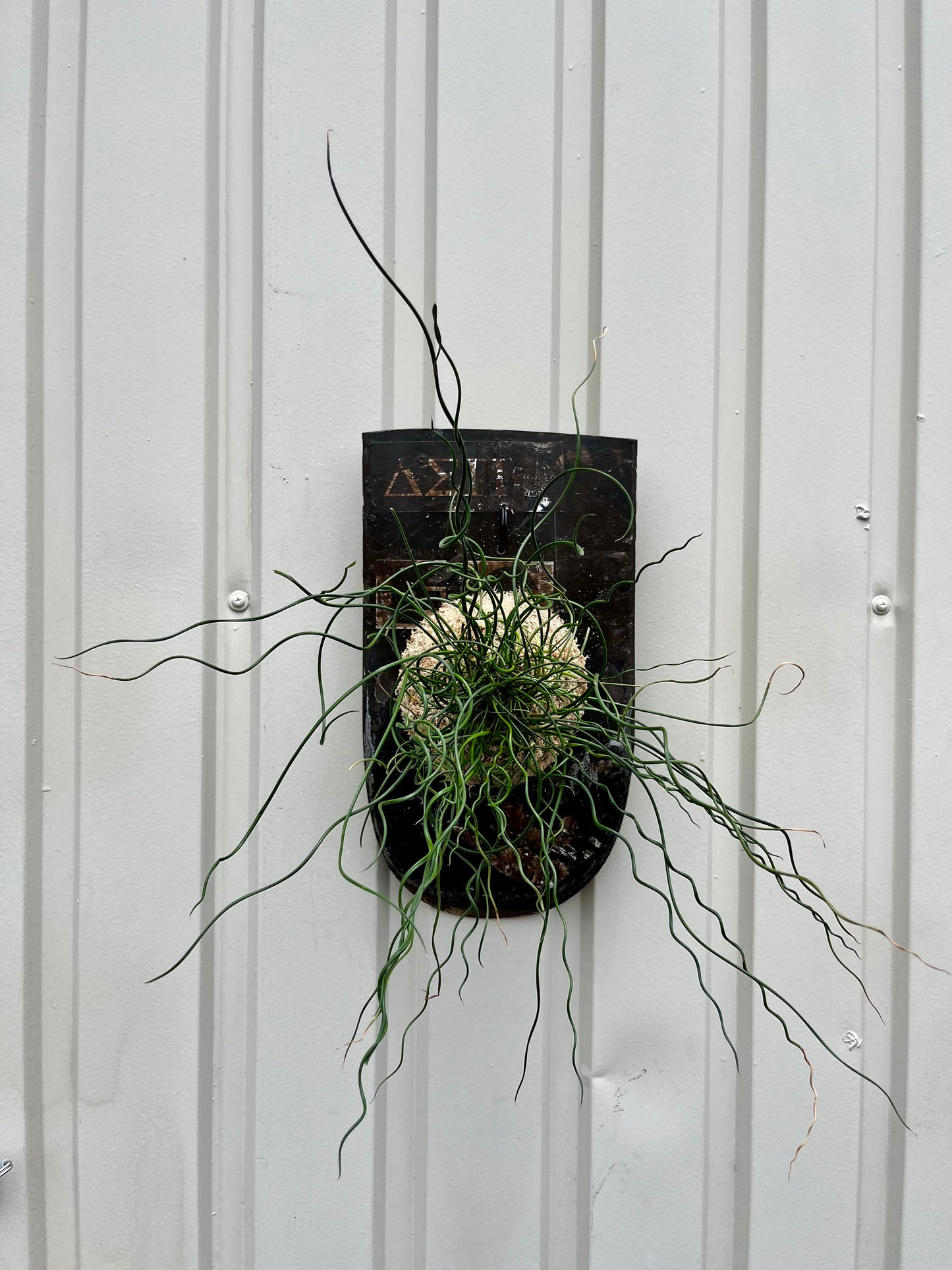 Juncus effusus Spiralis