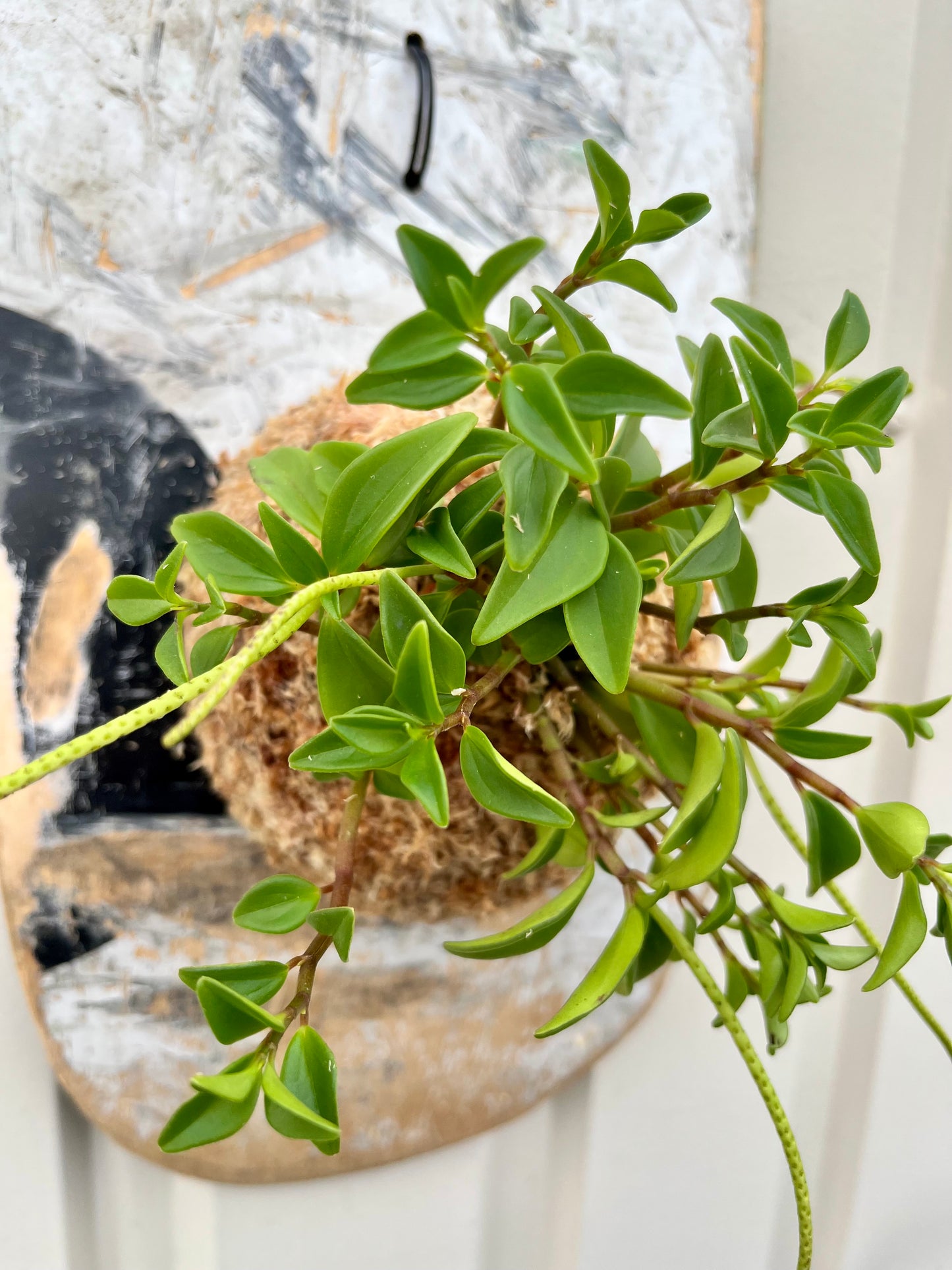 Peperomia dendrophylla