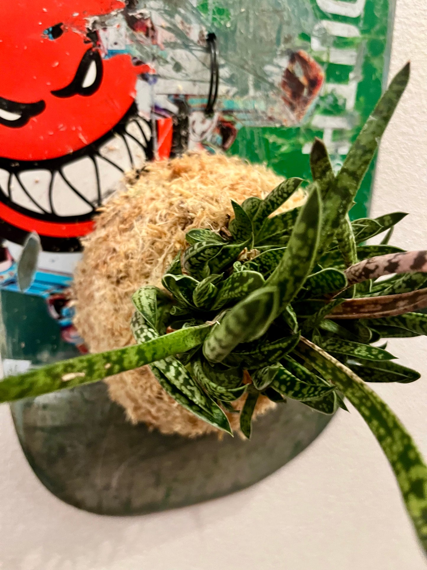 Gasteria caespitosa Poelln.