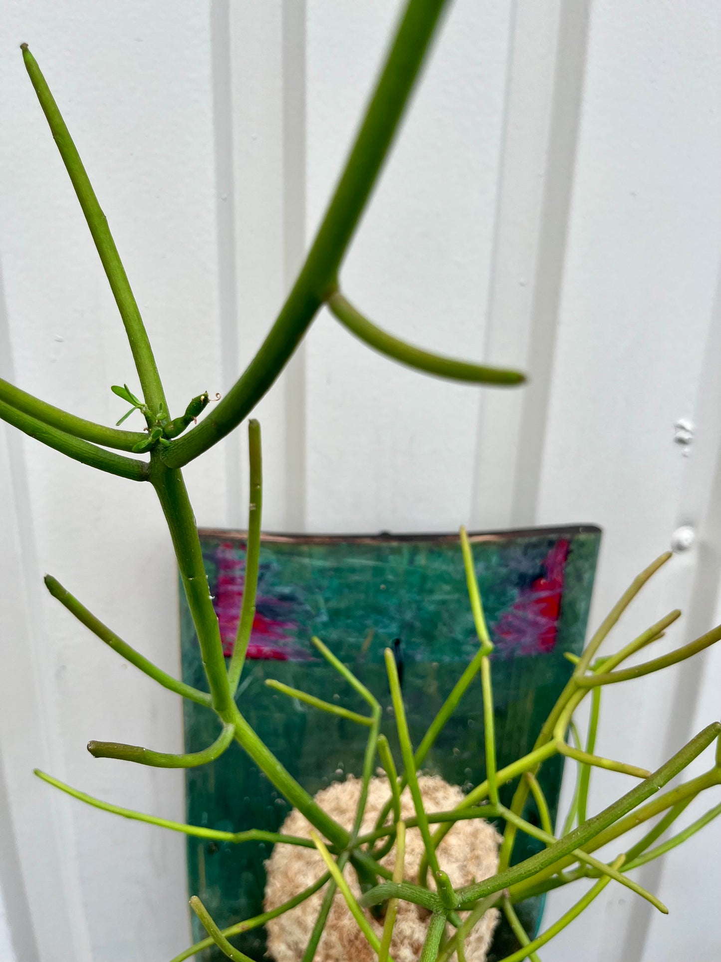Euphorbia tirucalli