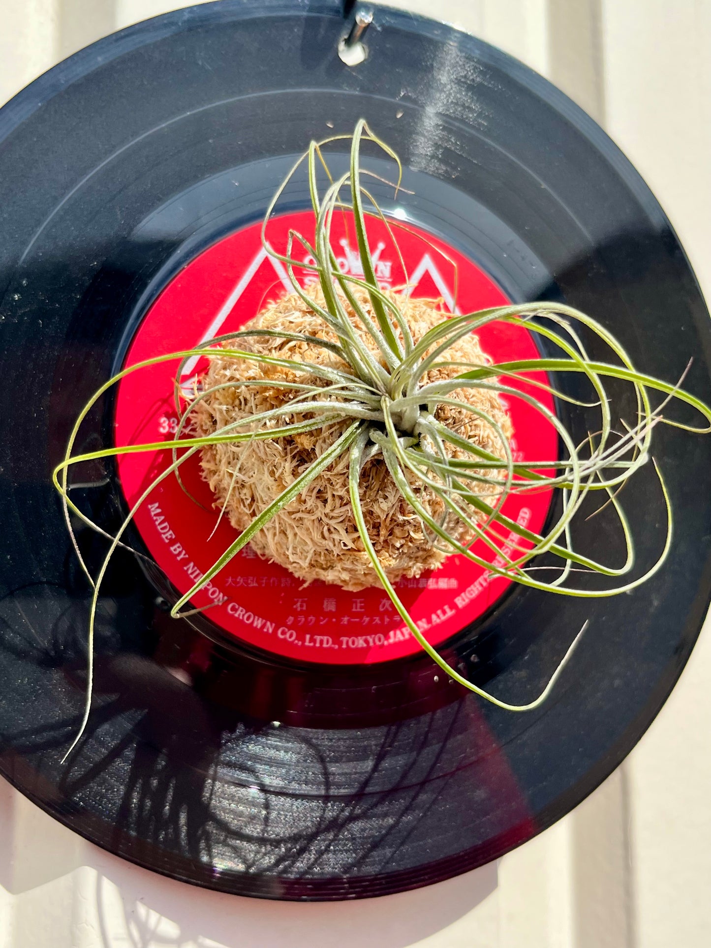 Tillandsia stricta