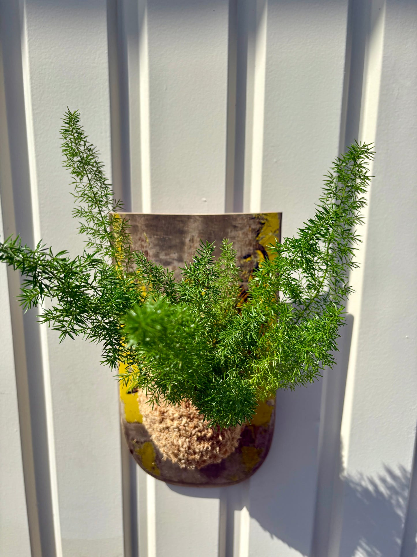 Asparagus setaceus Nanus