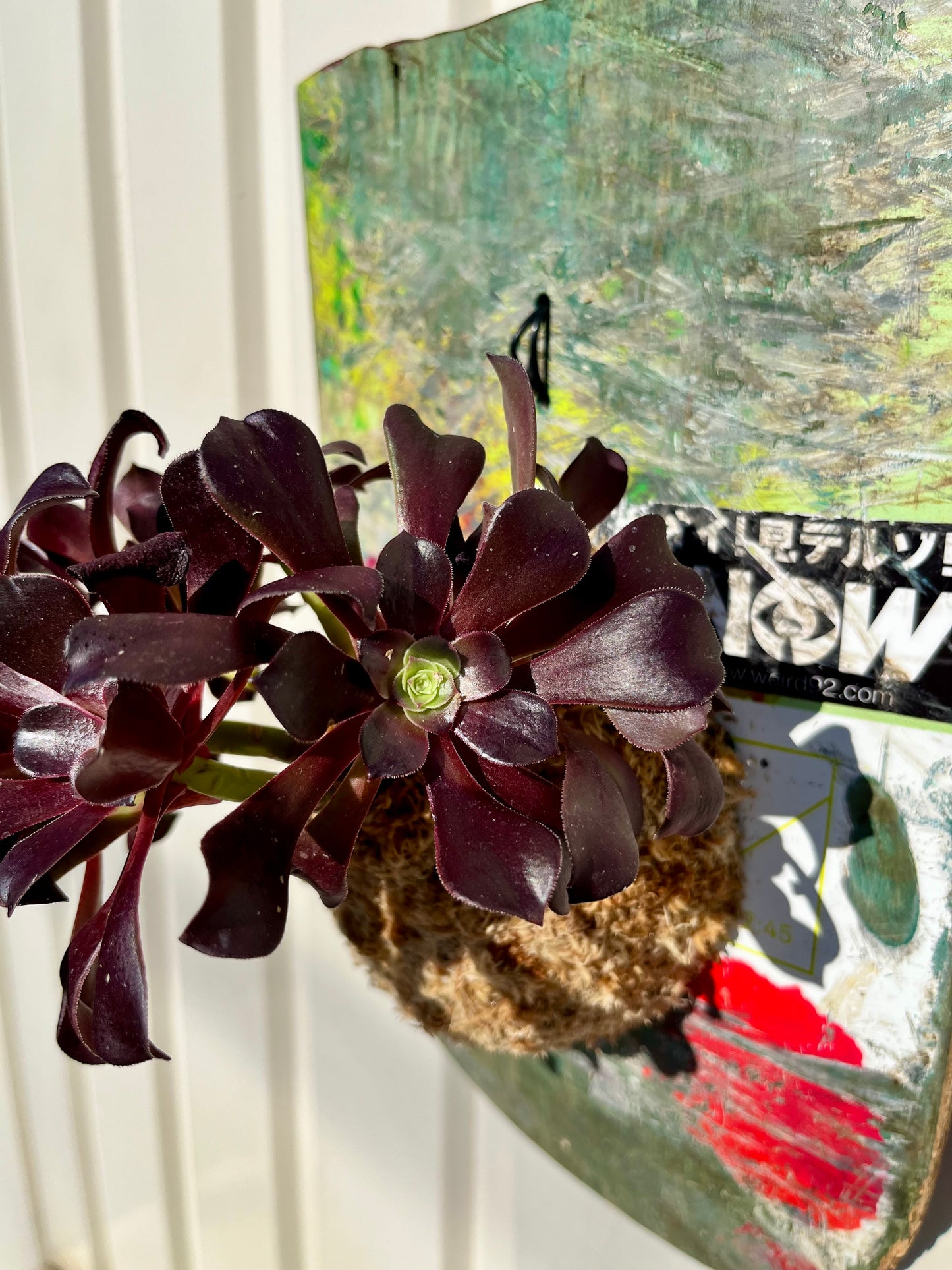 Aeonium arboreum Zwartkop