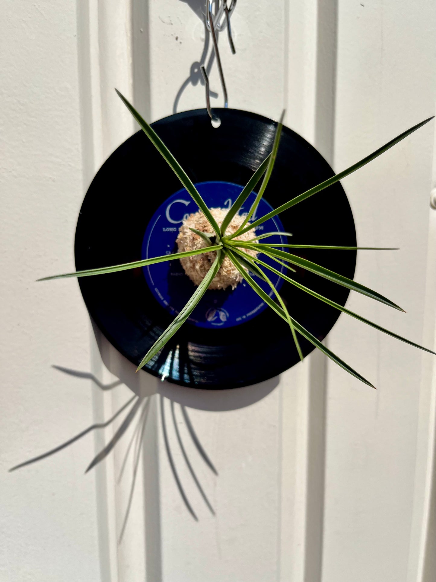 Tillandsia tricolor