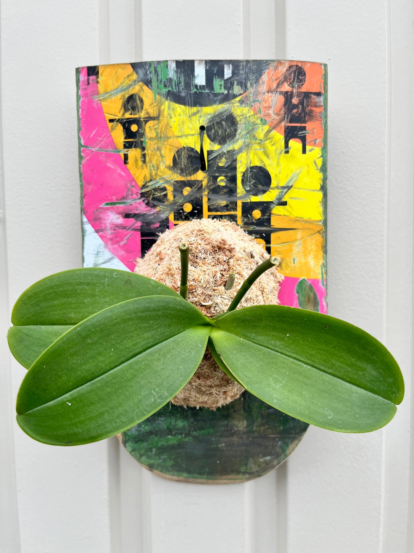 Phalaenopsis